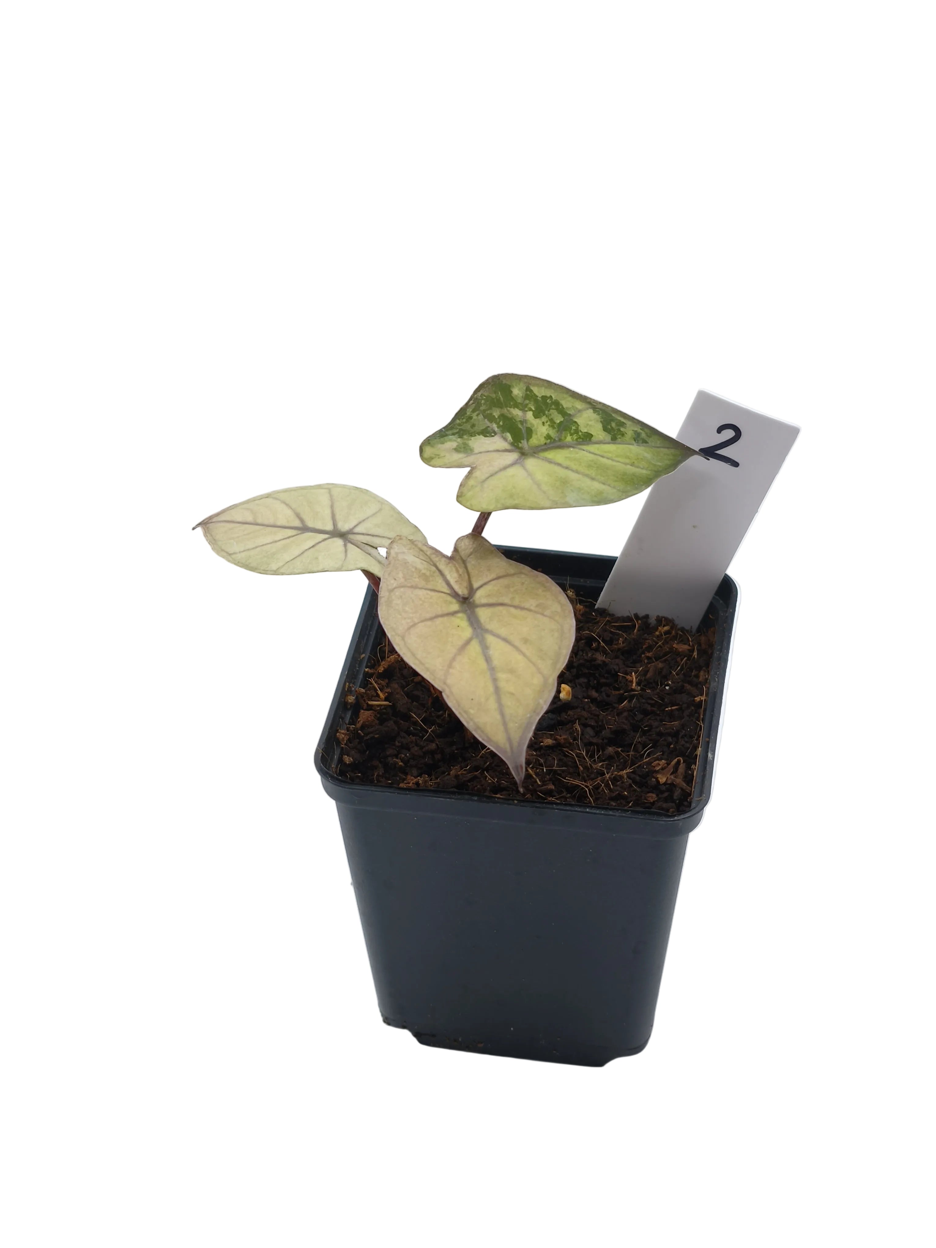 Alocasia Yucatan Pink Princess Albo