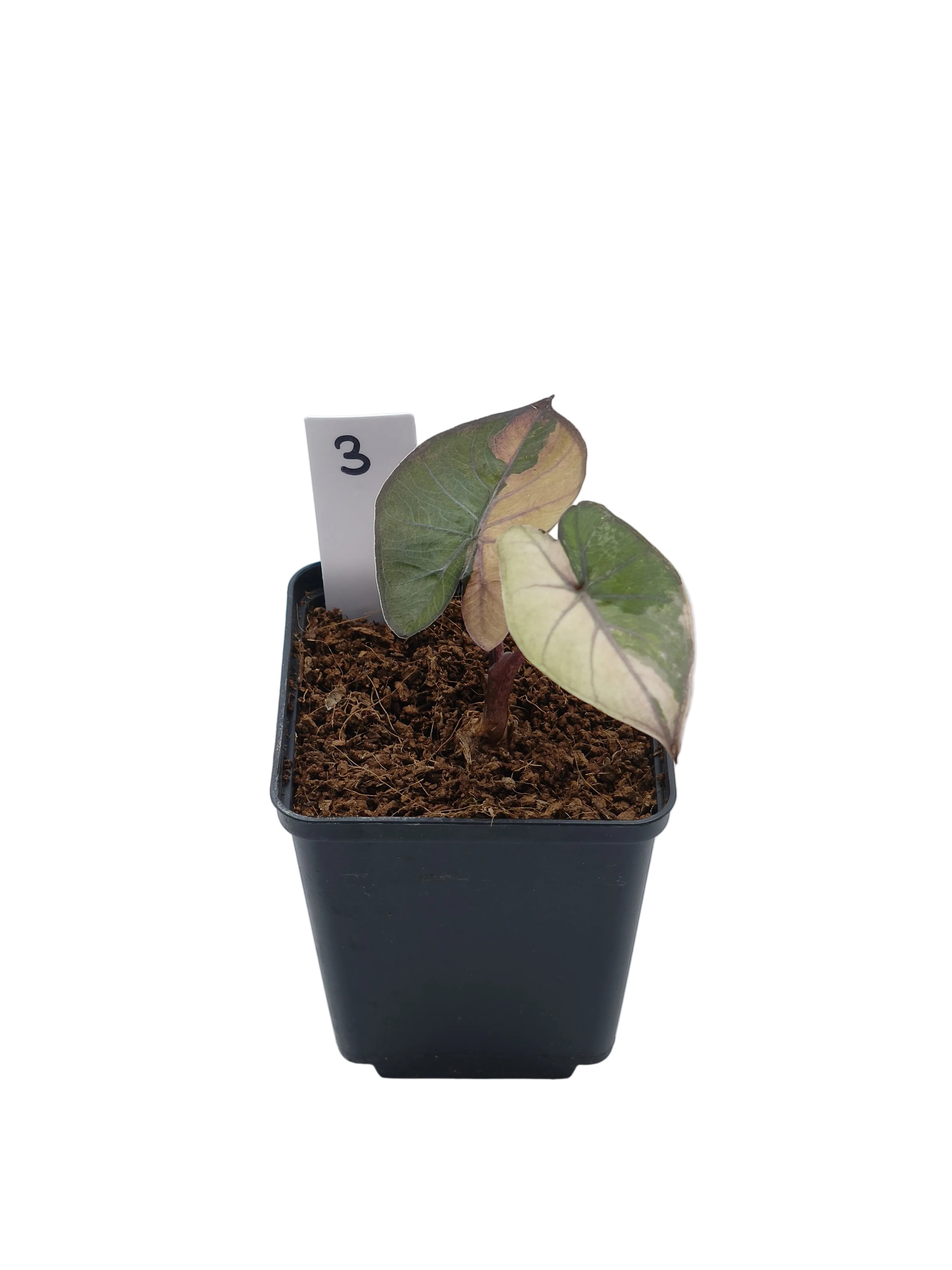 Alocasia Yucatan Pink Princess Albo