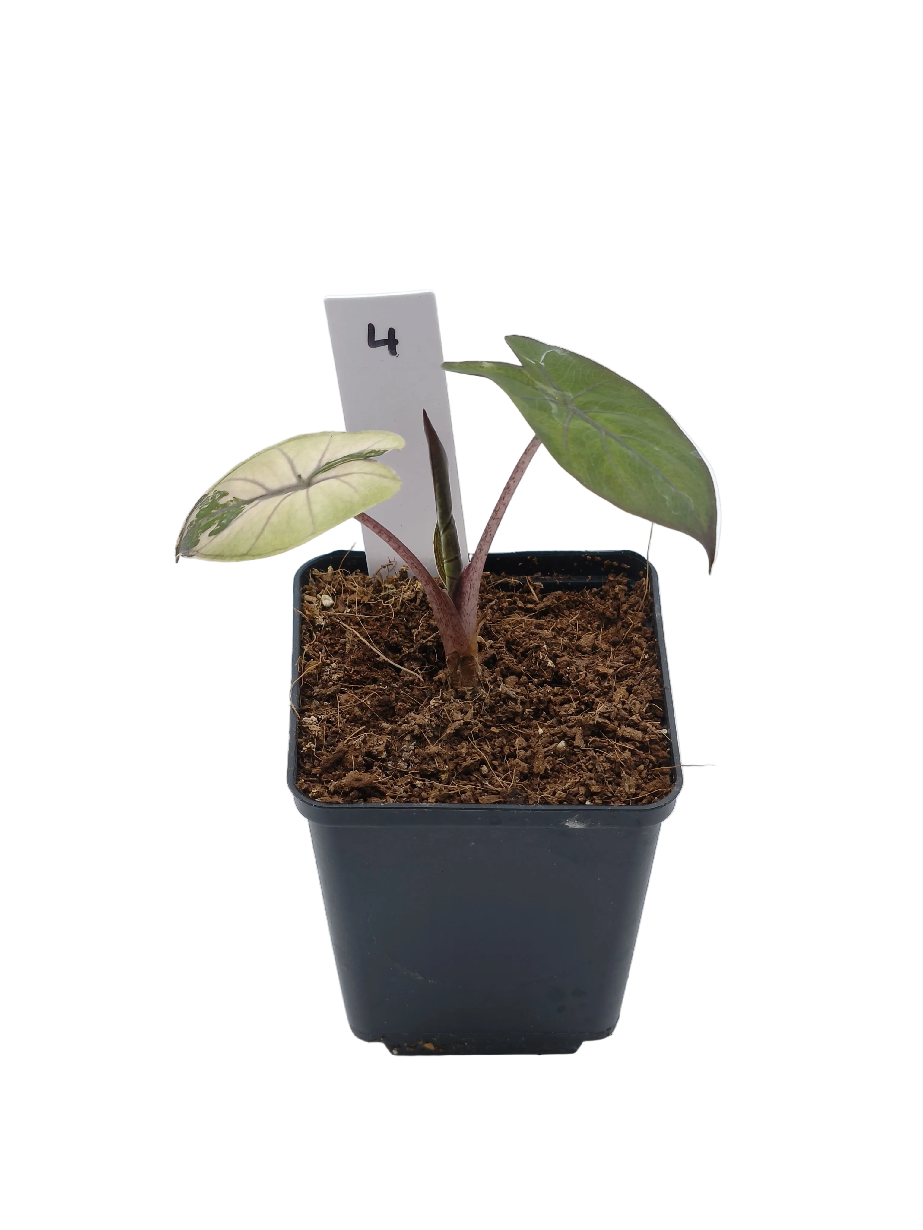 Alocasia Yucatan Pink Princess Albo