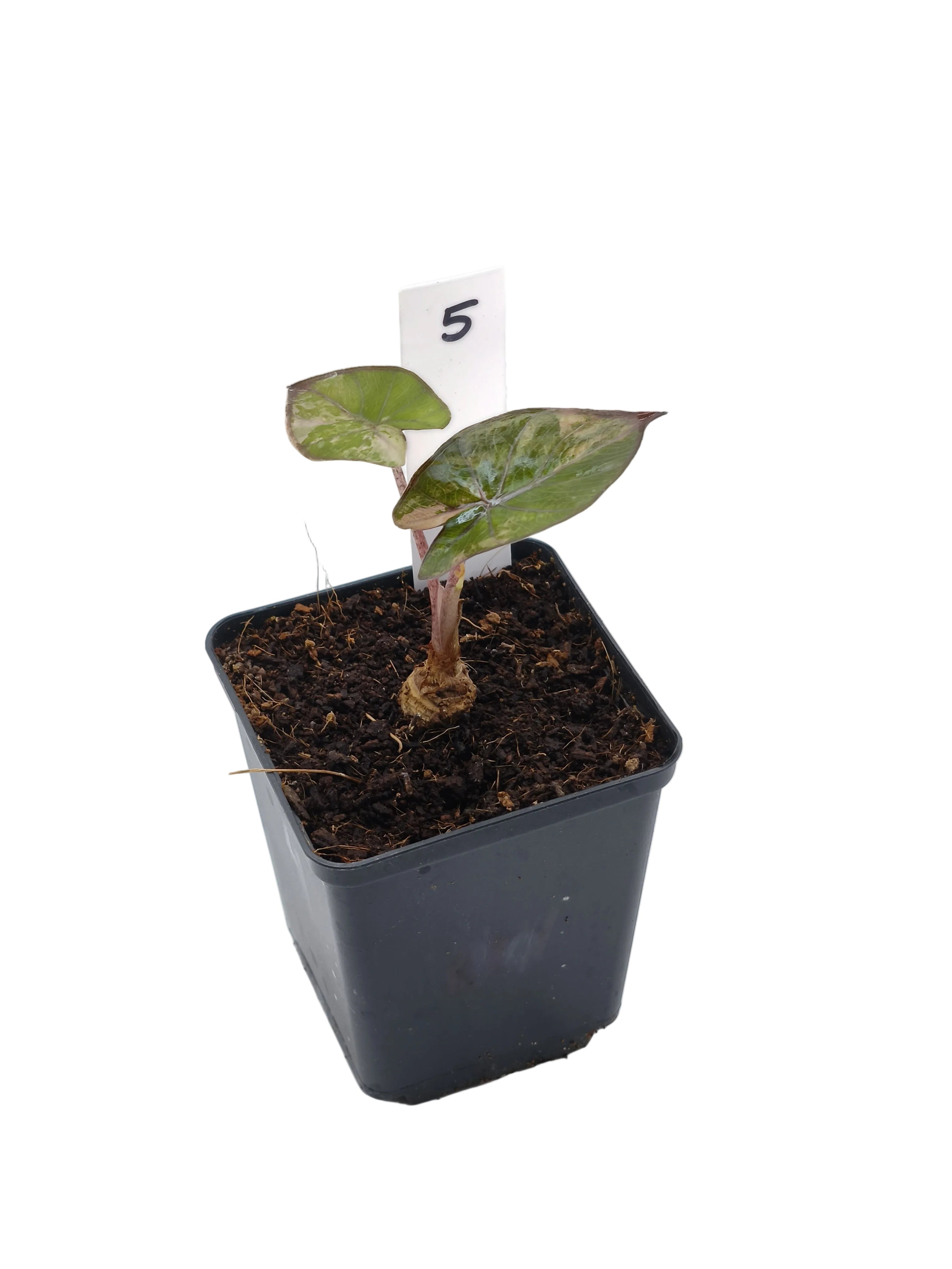 Alocasia Yucatan Pink Princess Albo