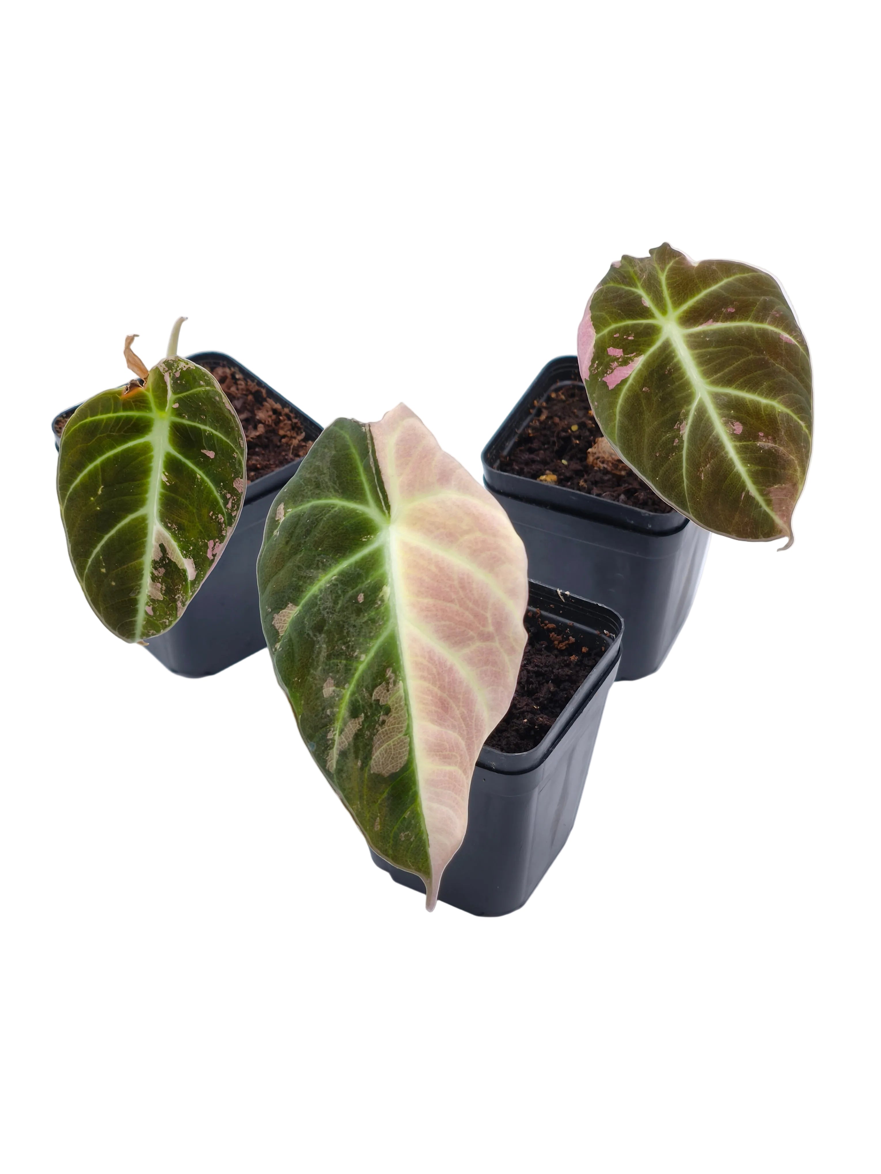 Alocasia Black Velvet Pink Variegata