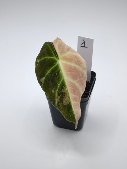 Alocasia Black Velvet Pink Variegata