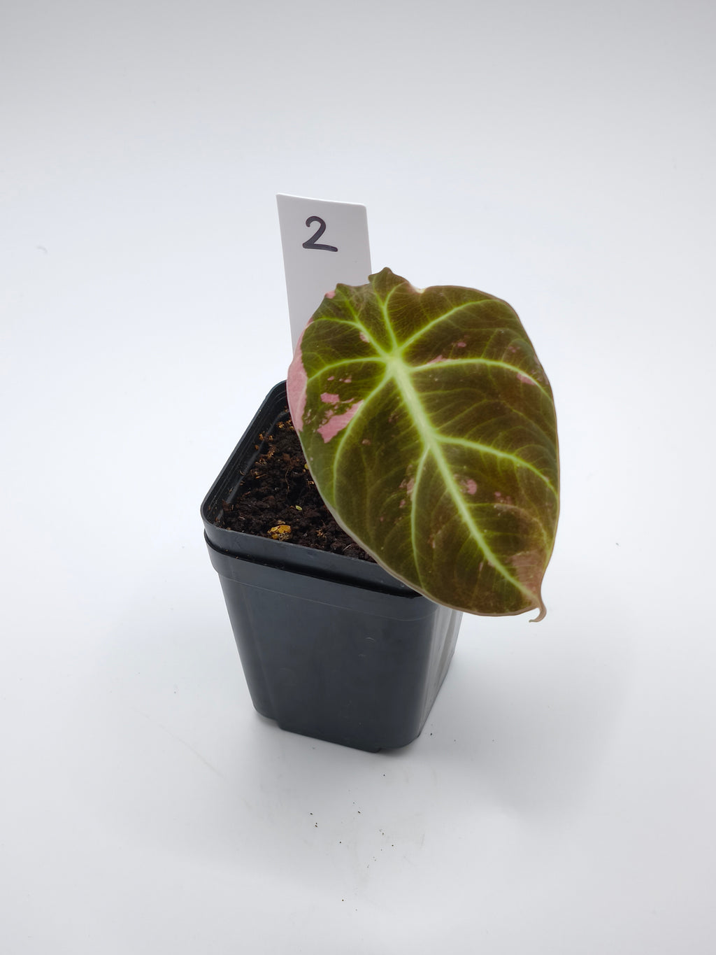 Alocasia Black Velvet Pink Variegata