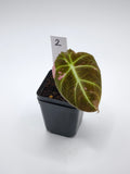 Alocasia Black Velvet Pink Variegata