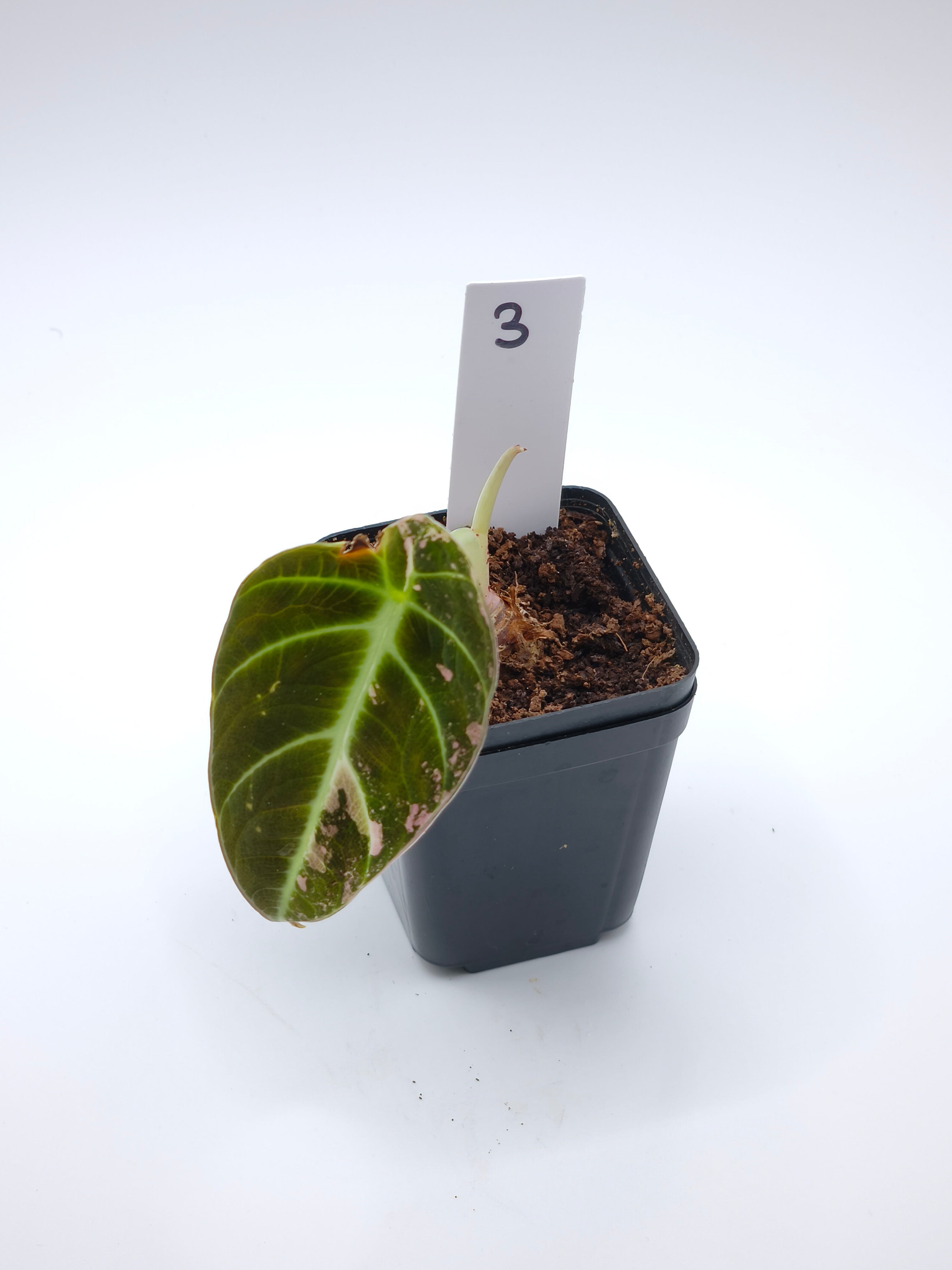 Alocasia Black Velvet Pink Variegata