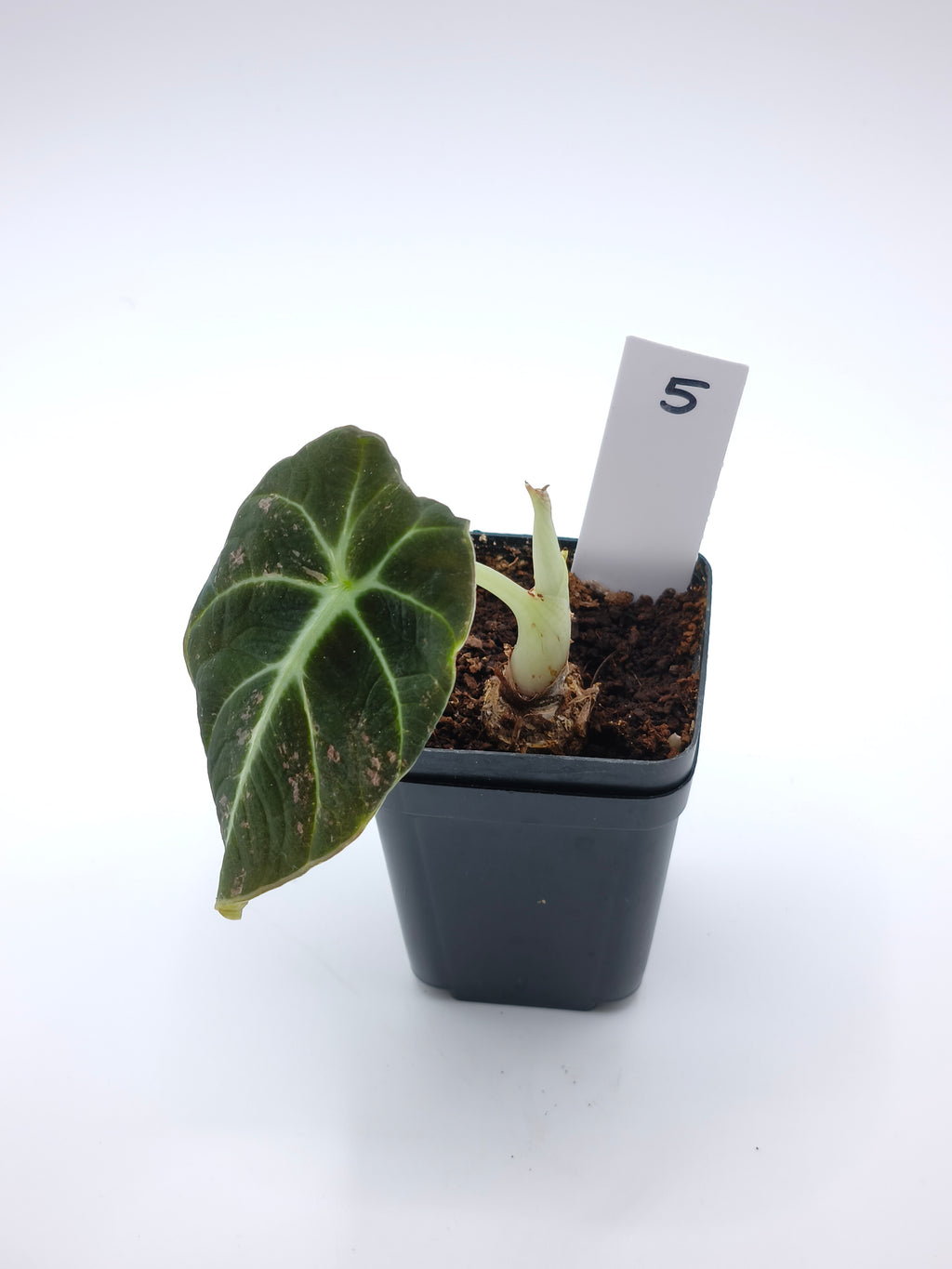 Alocasia Black Velvet Pink Variegata