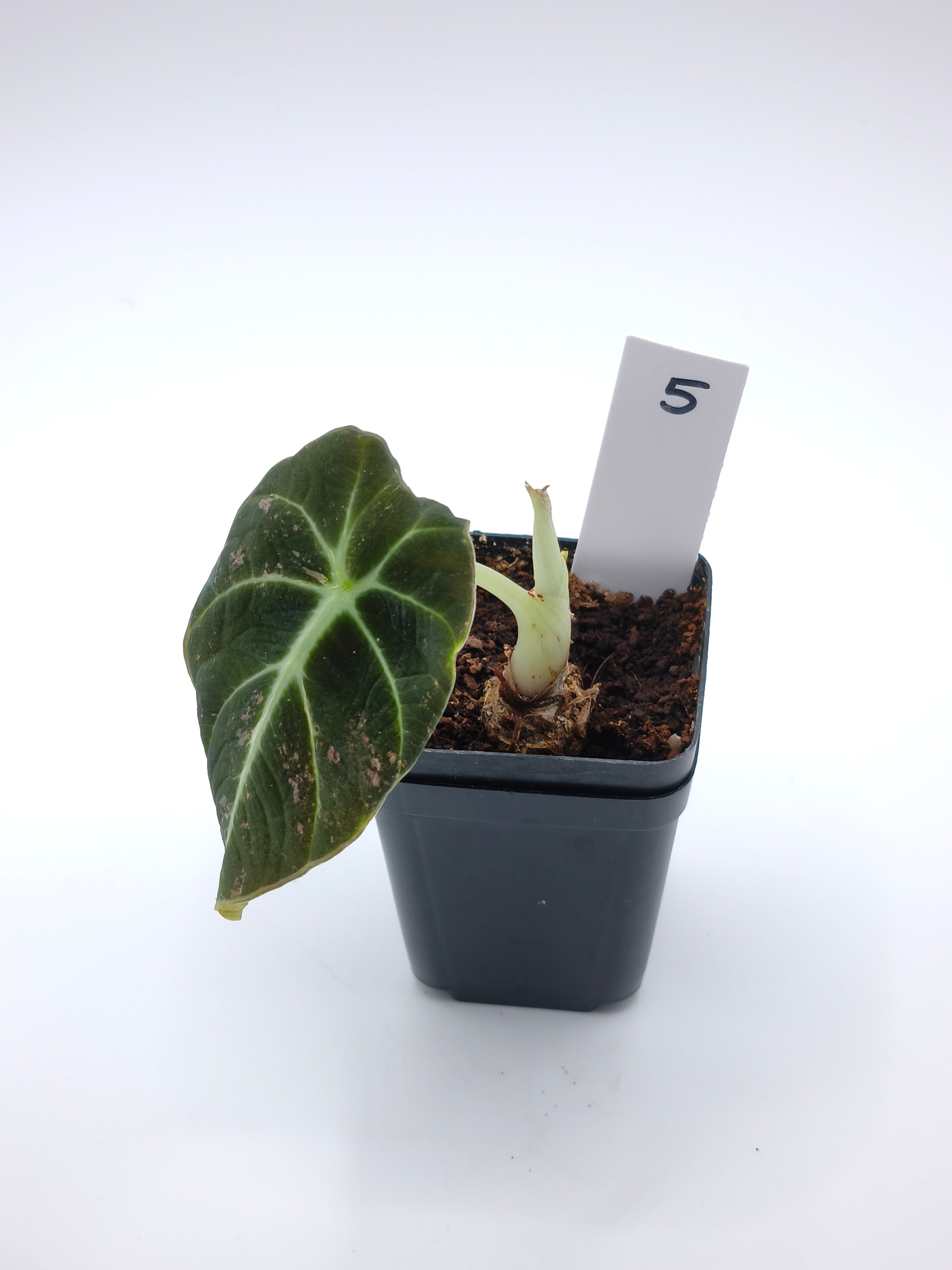 Alocasia Black Velvet Pink Variegata