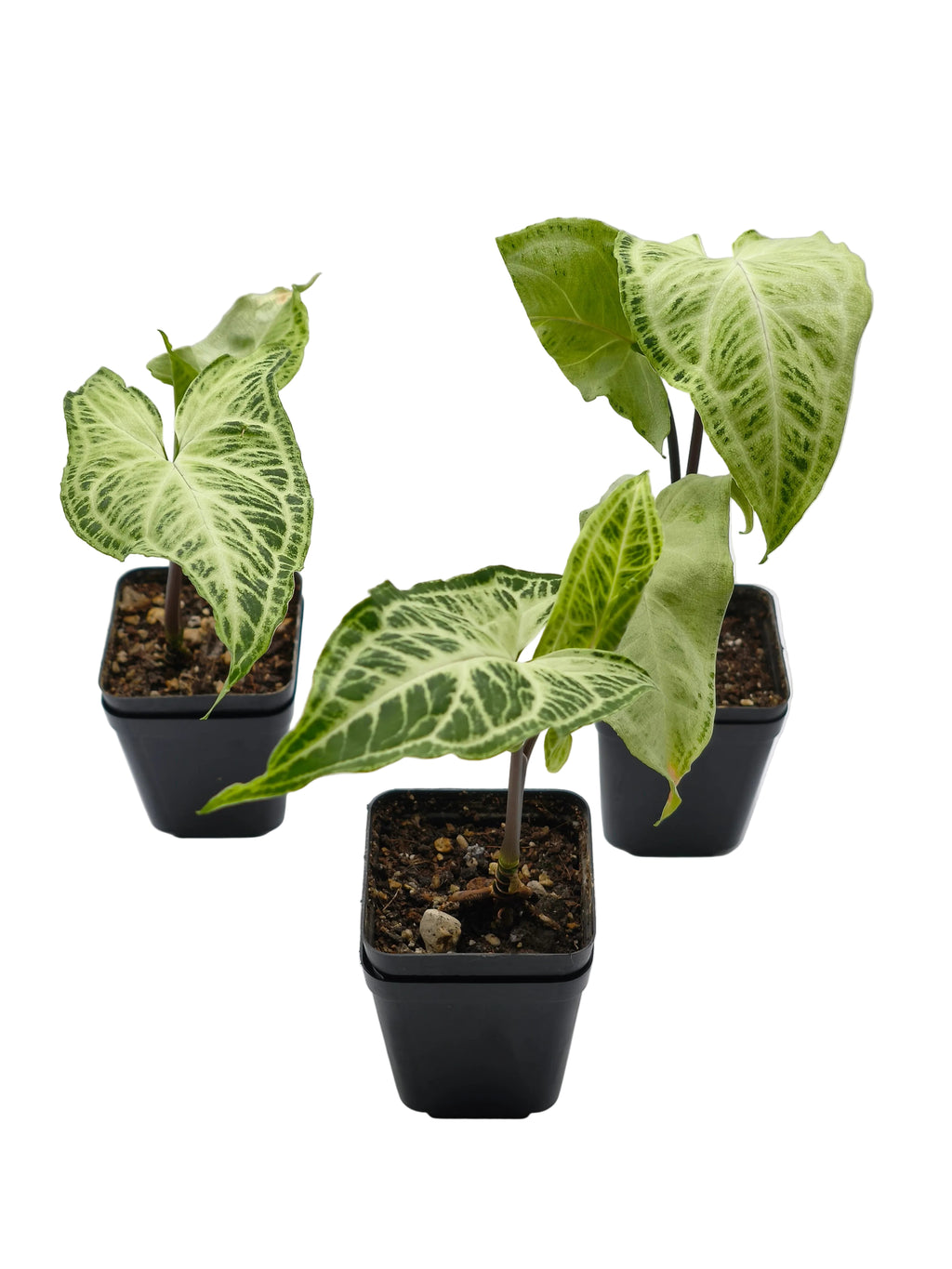 Syngonium Batik