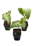 Syngonium Batik