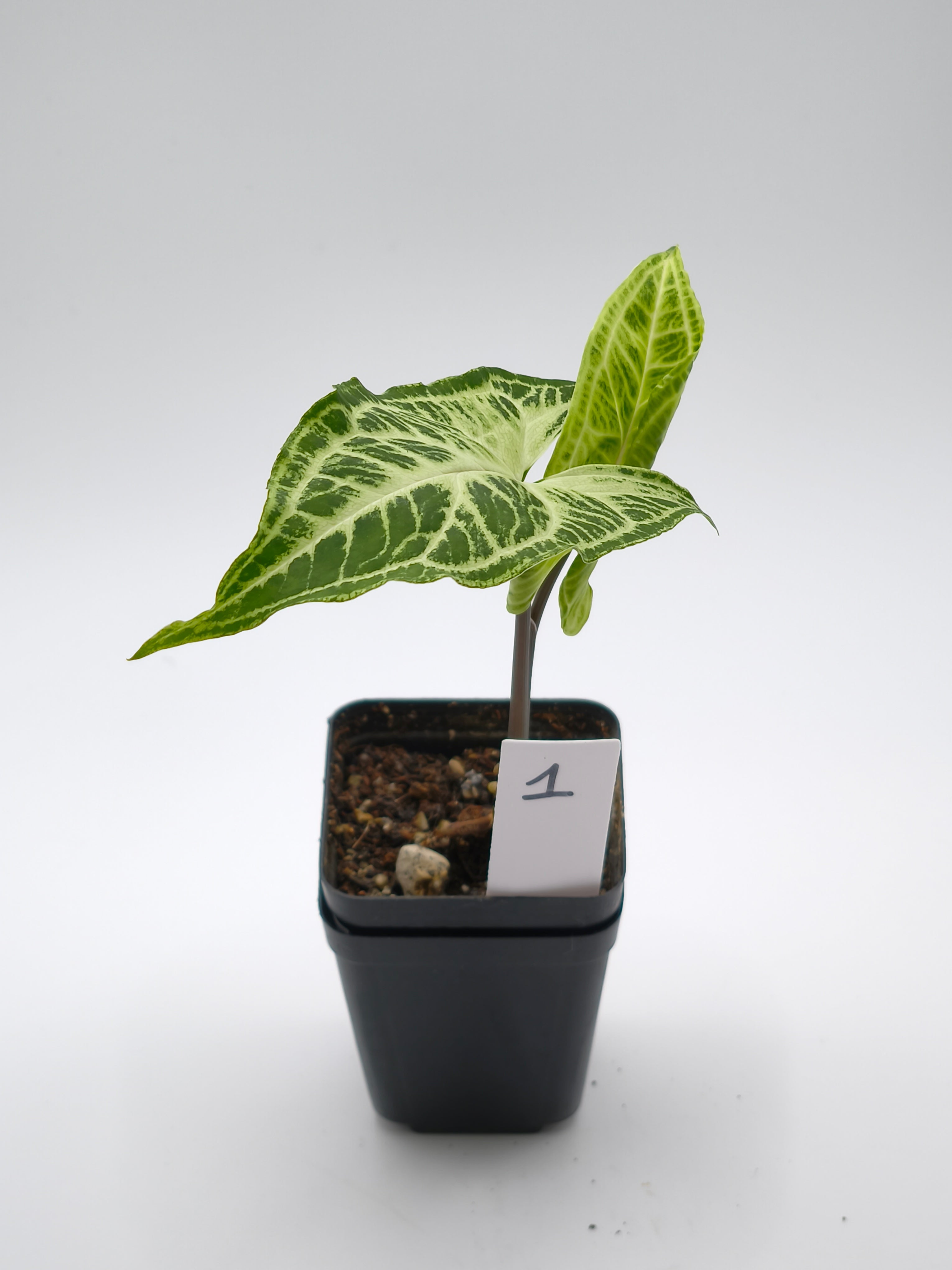 Syngonium Batik