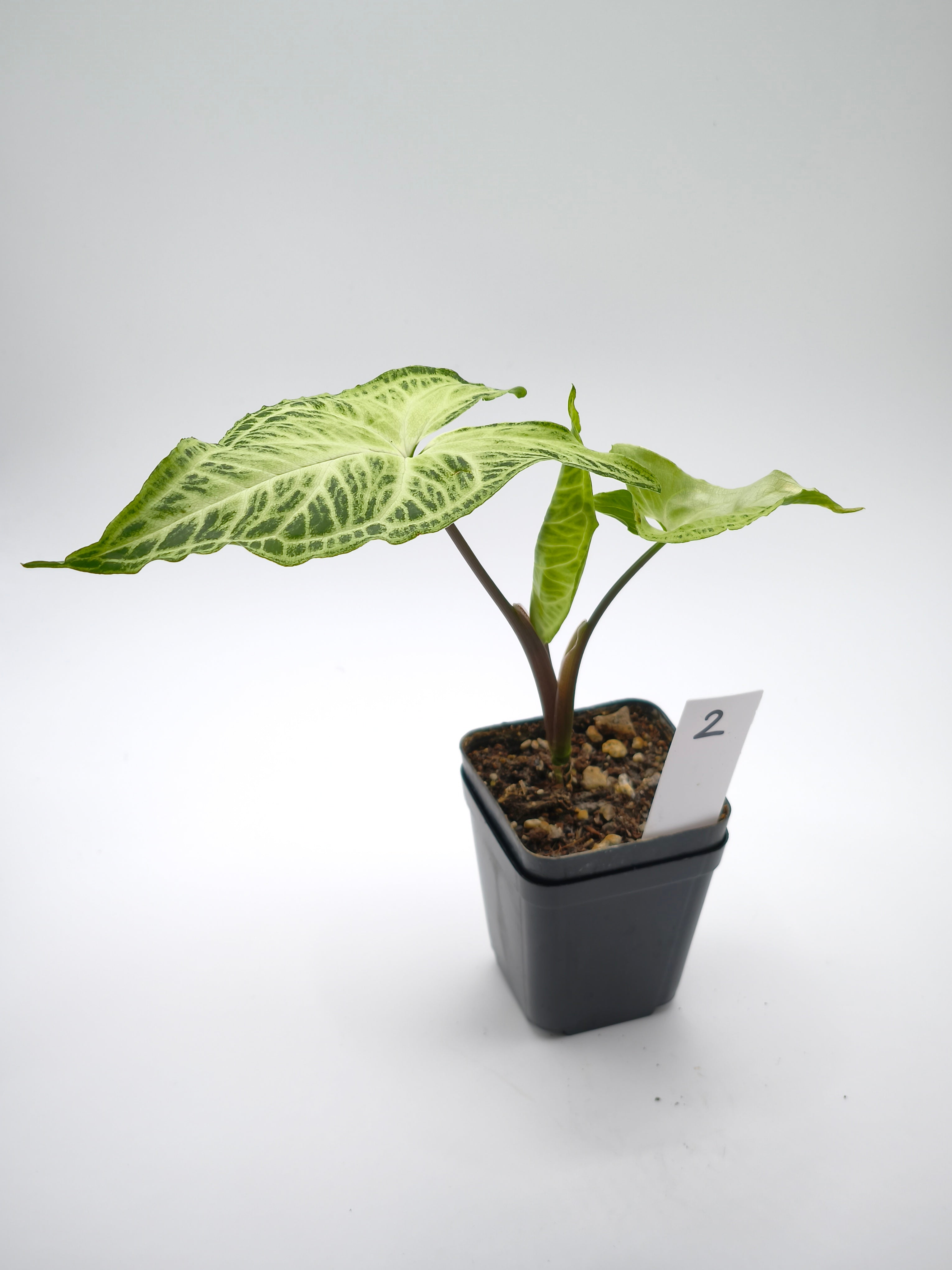Syngonium Batik