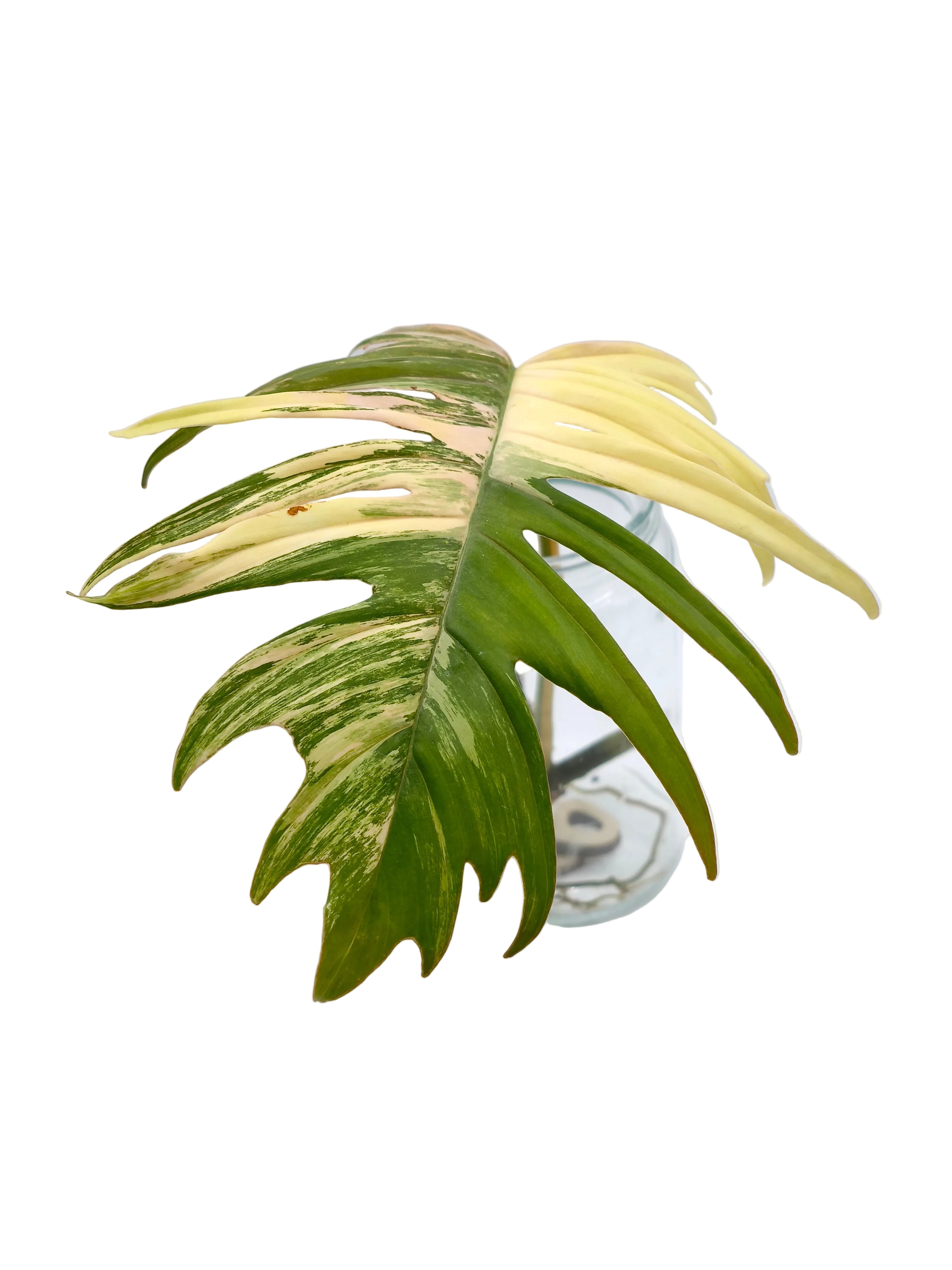 Philodendron Tortum x Florida Beauty Stecklinge