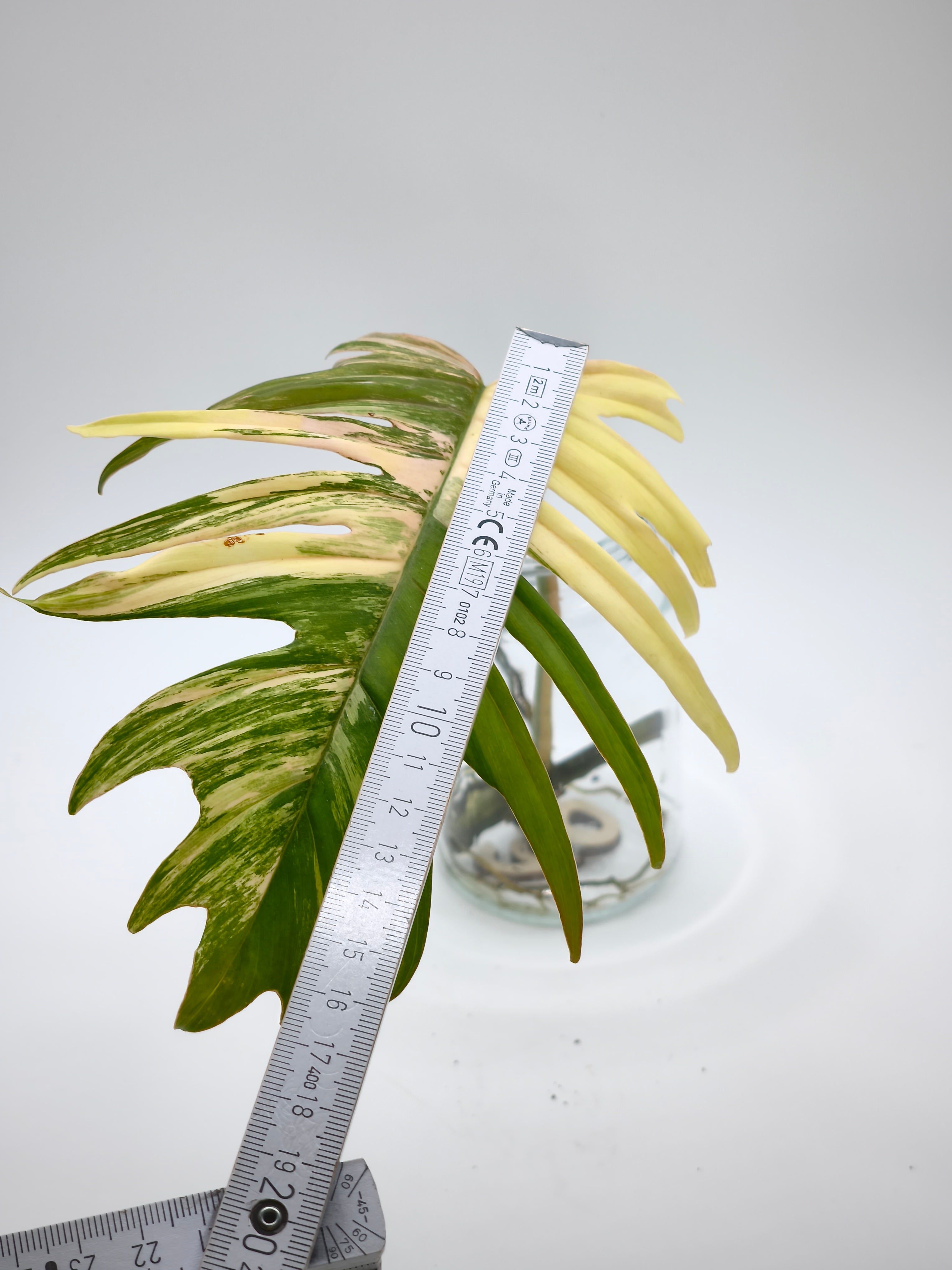 Philodendron Tortum x Florida Beauty Stecklinge