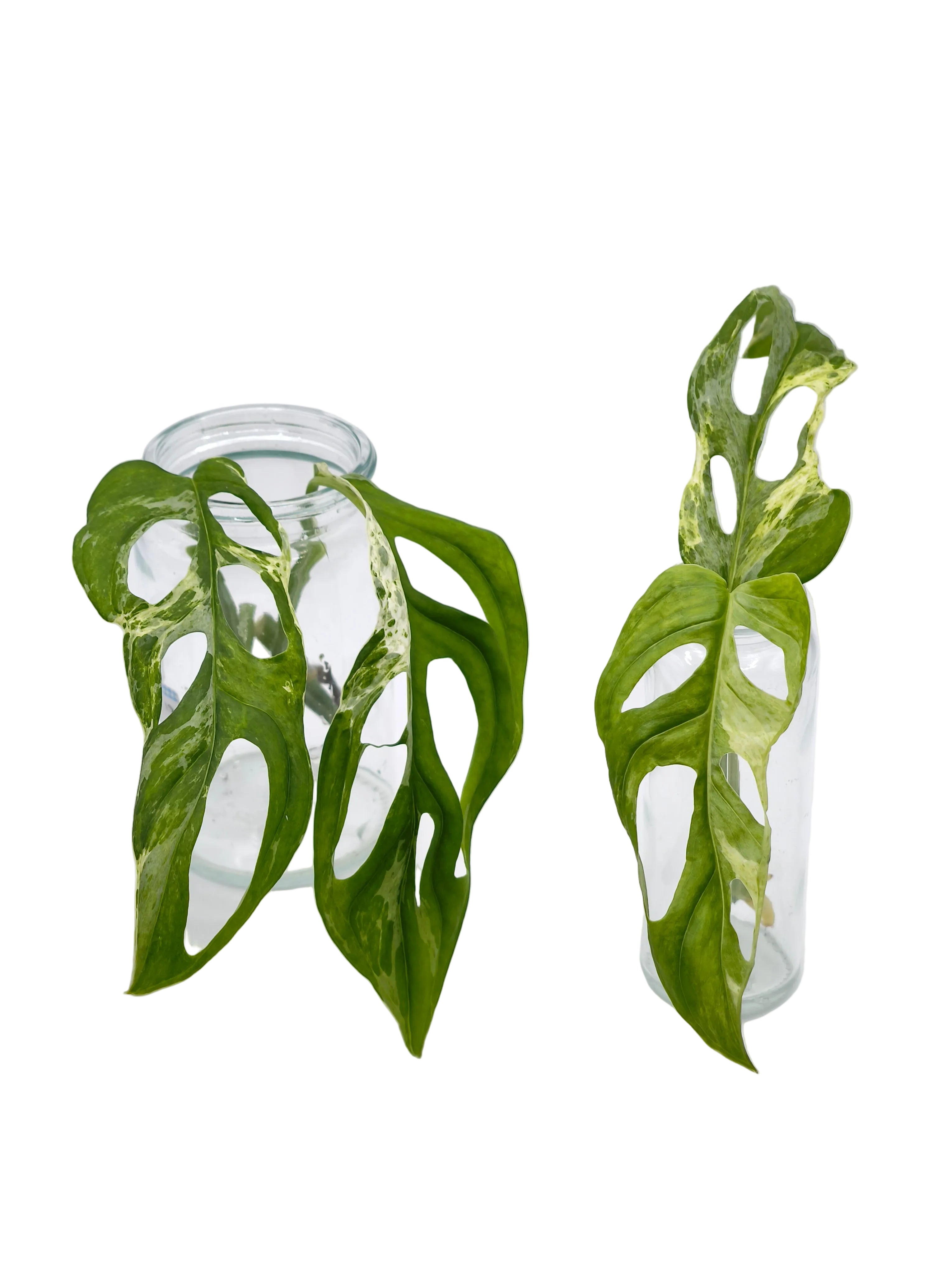 Monstera Adansonii Indonesian Marble Stecklinge