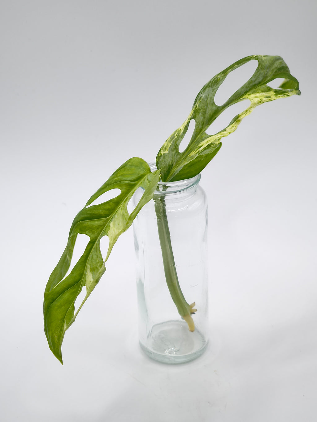 Monstera Adansonii Indonesian Marble Stecklinge