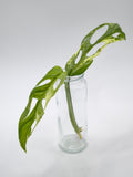 Monstera Adansonii Indonesian Marble Stecklinge