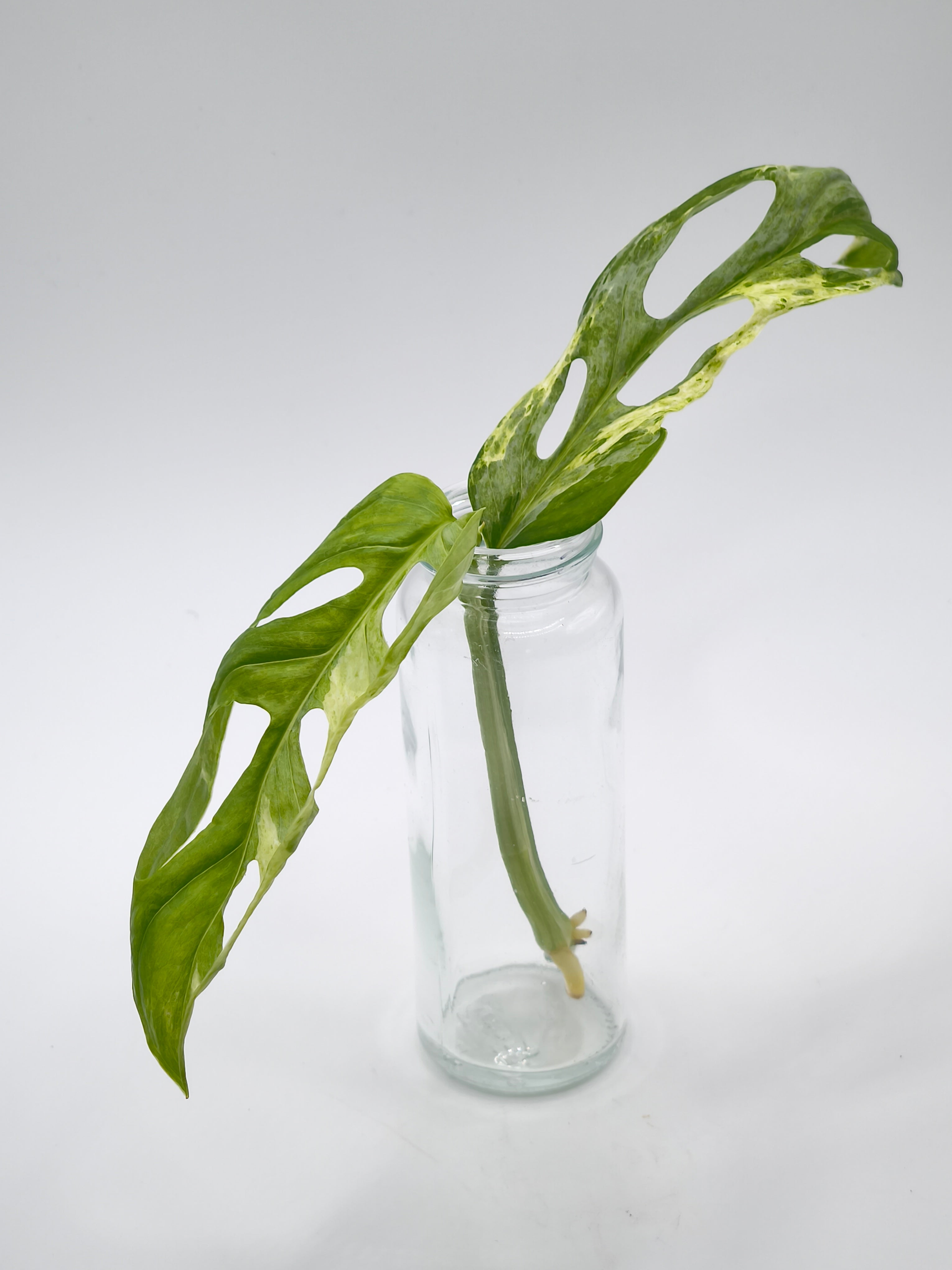Monstera Adansonii Indonesian Marble Stecklinge