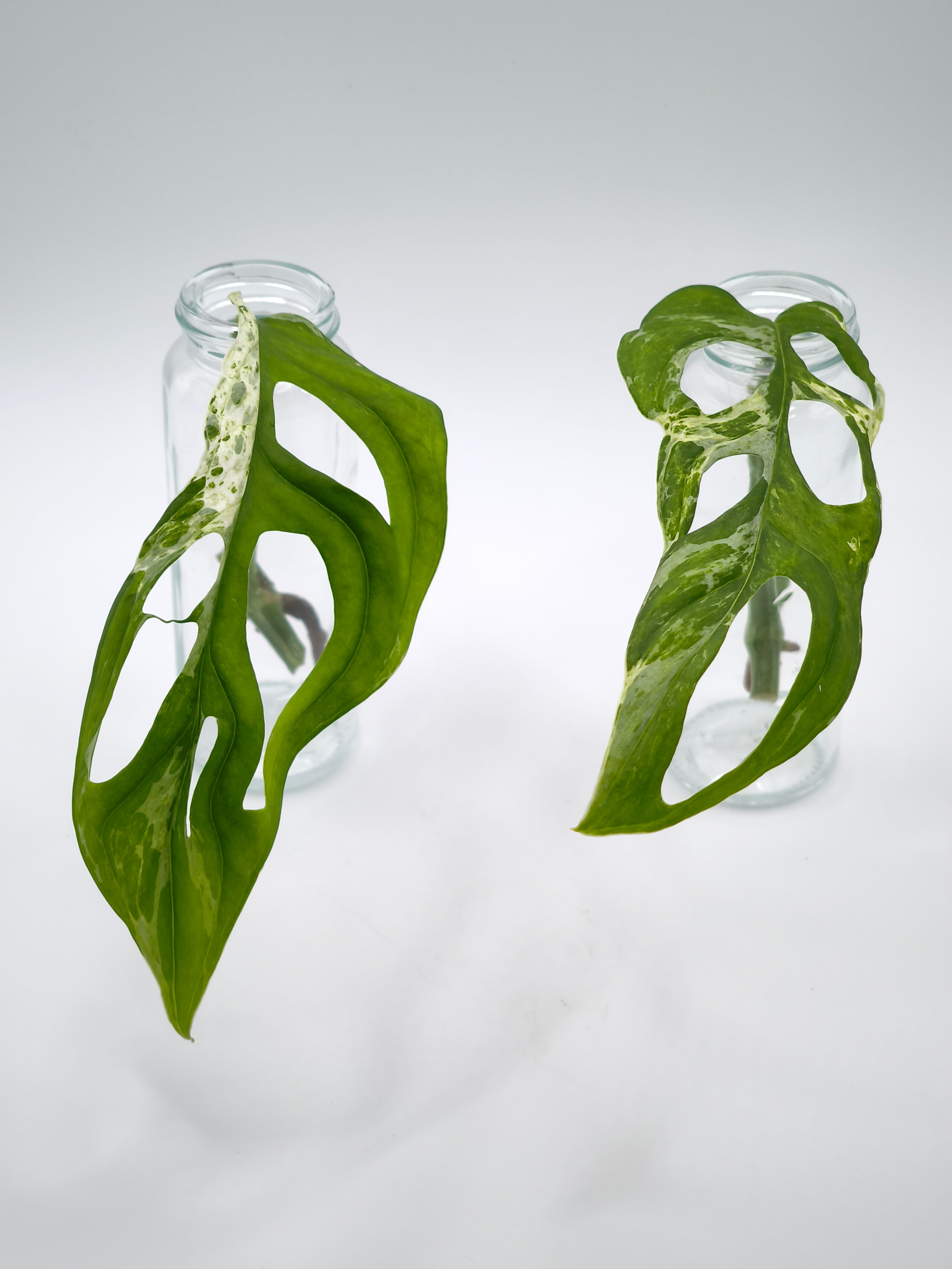 Monstera Adansonii Indonesian Marble Stecklinge