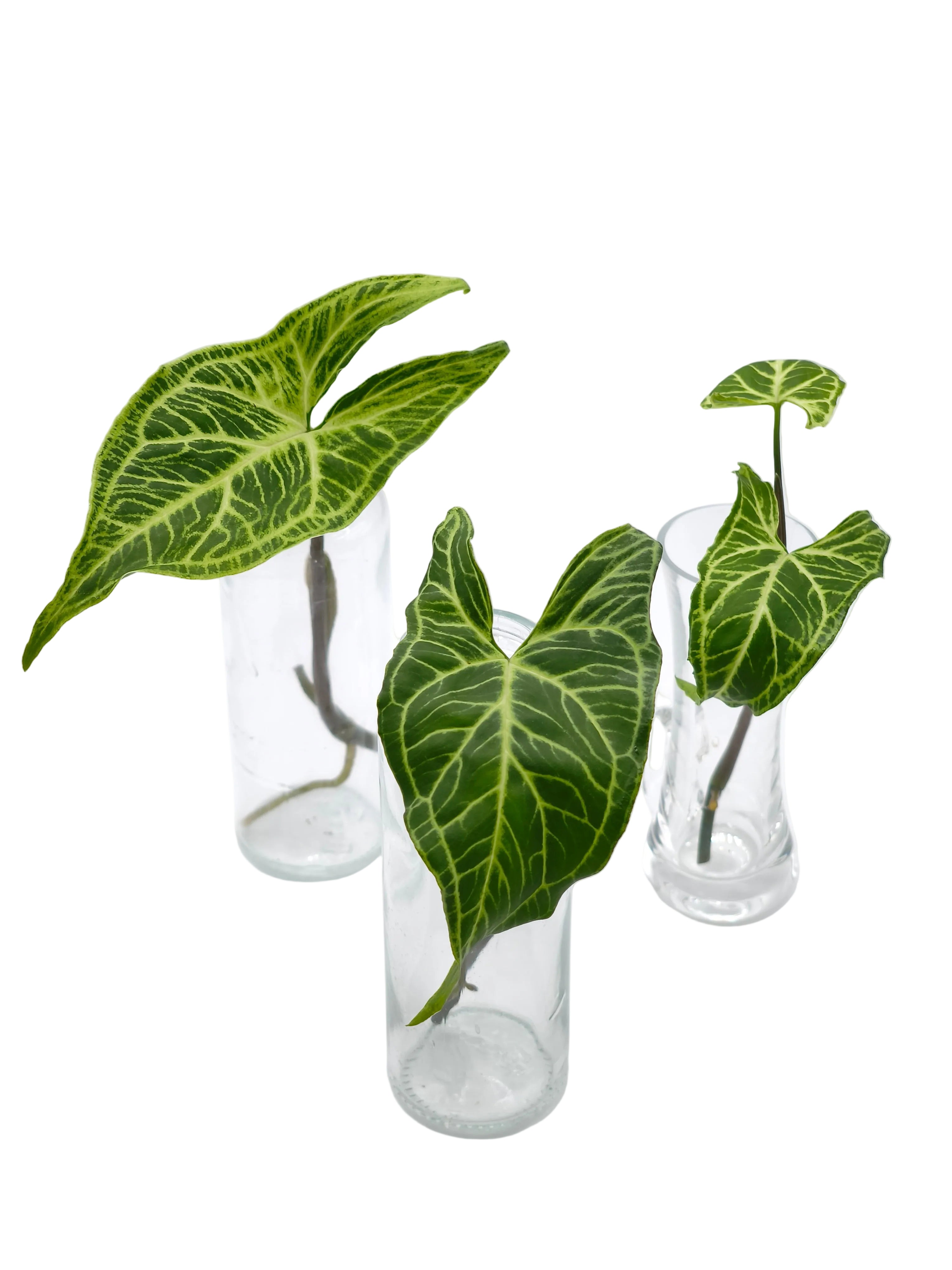 Syngonium Batik Stecklinge