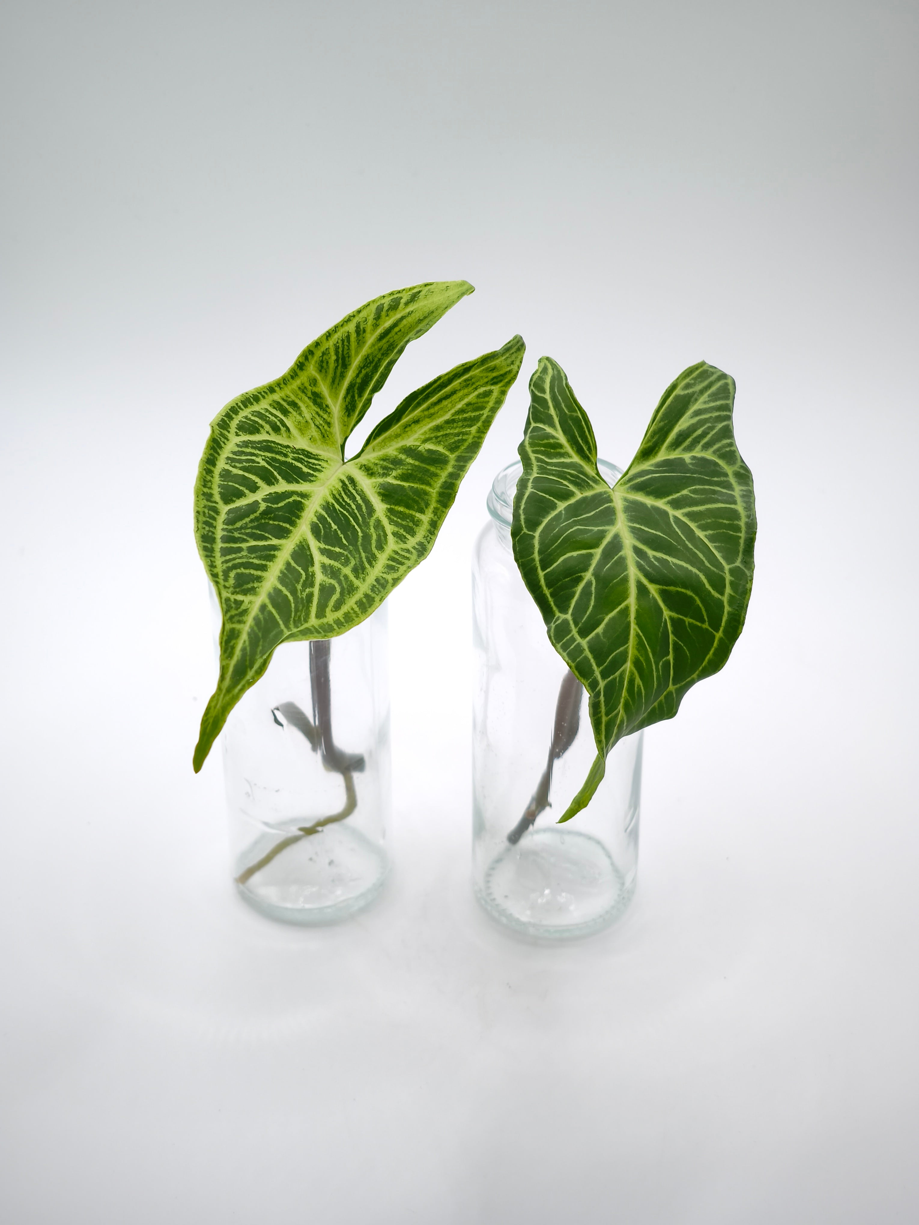 Syngonium Batik Stecklinge
