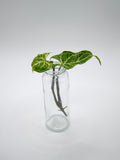 Syngonium Batik Stecklinge