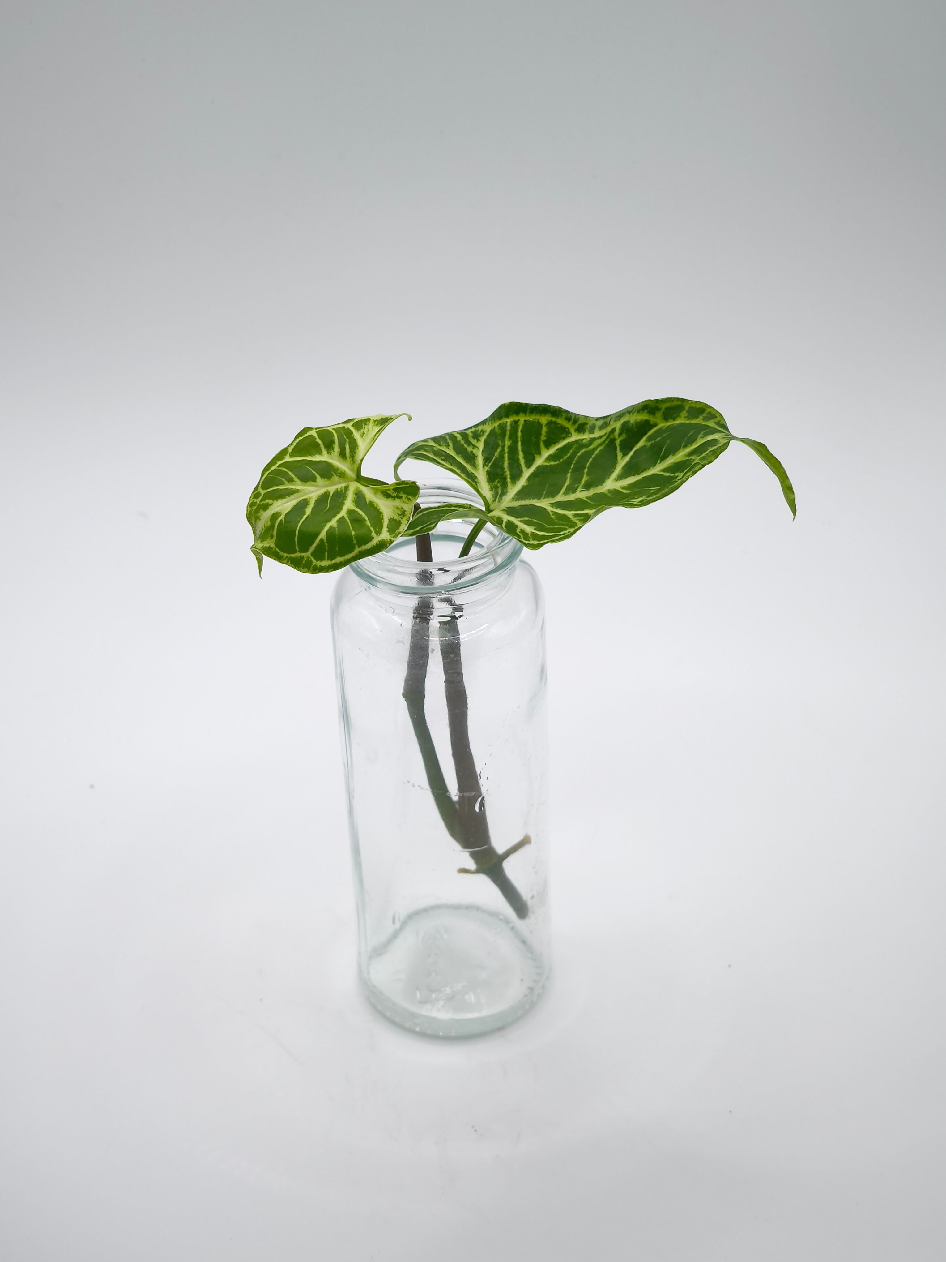 Syngonium Batik Stecklinge