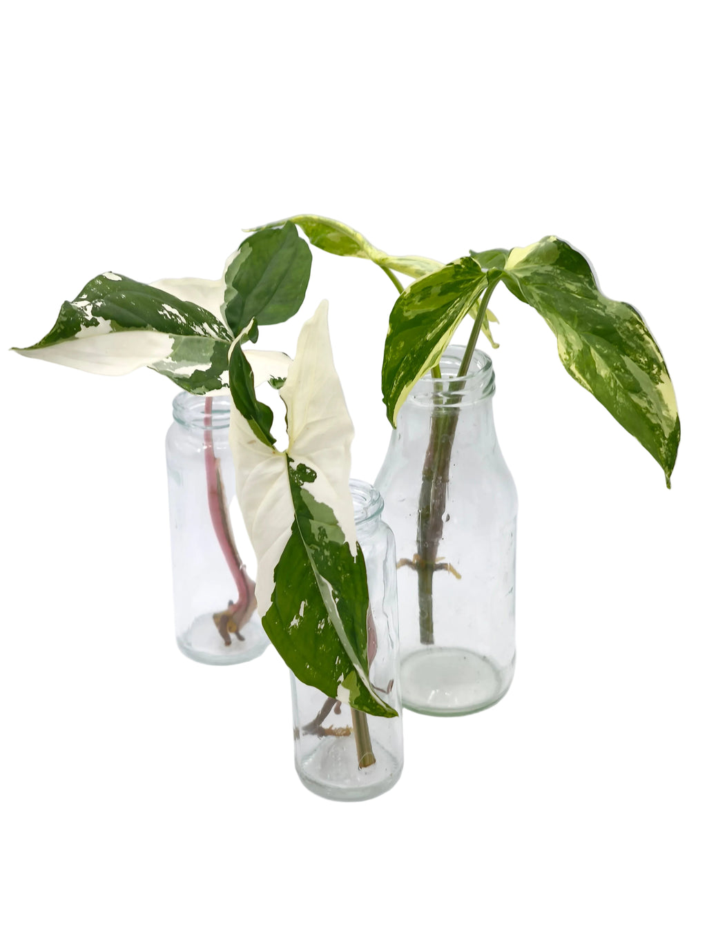 Syngonium Albo Variegata Stecklinge
