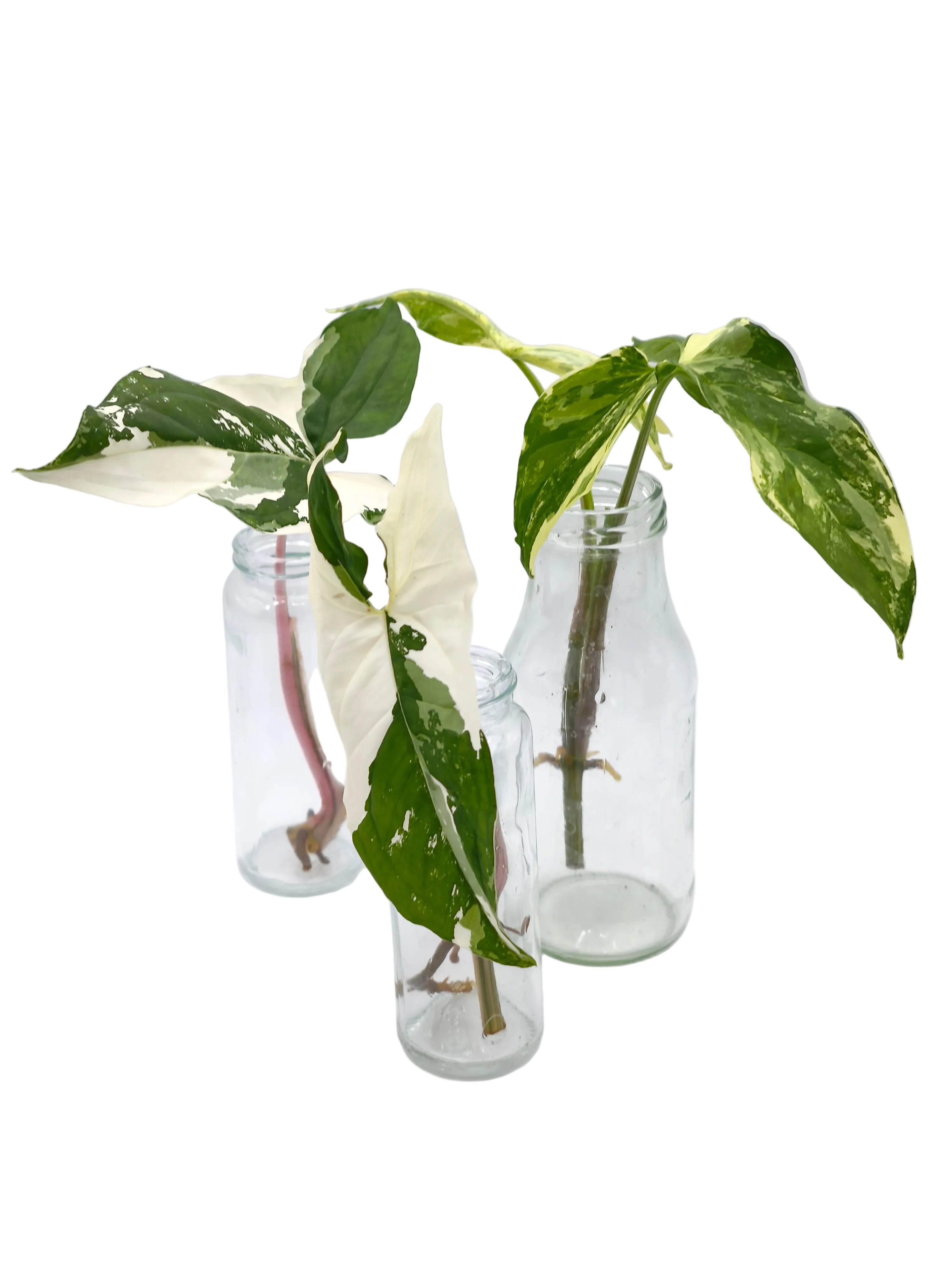 Syngonium Albo Variegata Stecklinge
