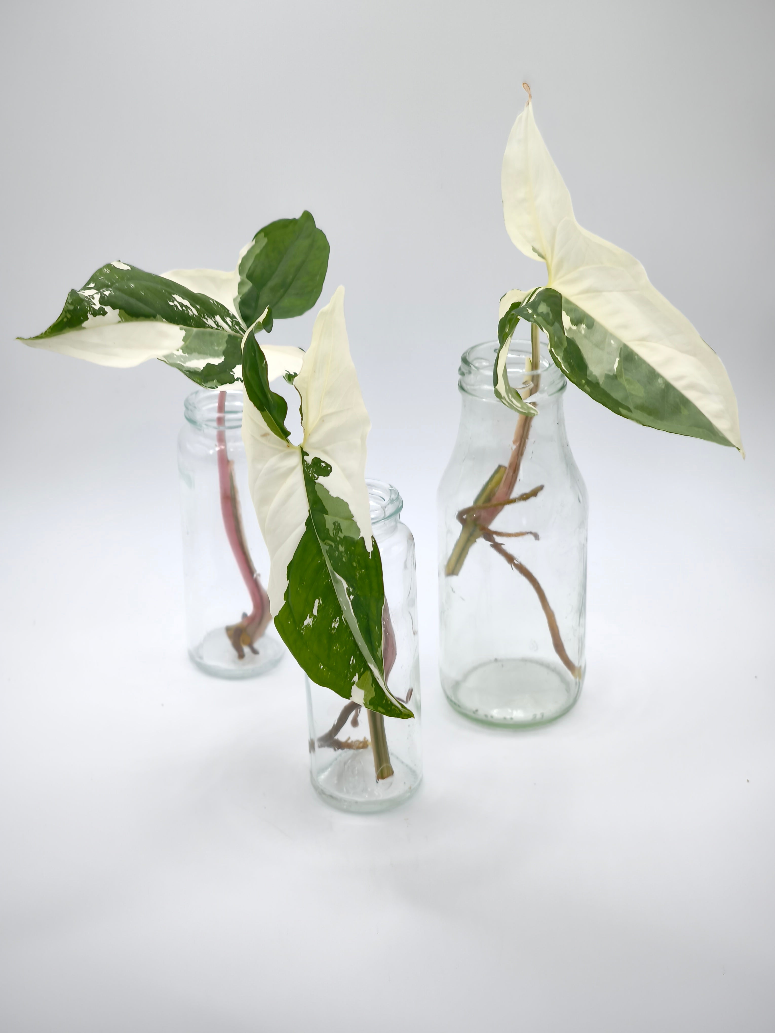 Syngonium Albo Variegata Stecklinge