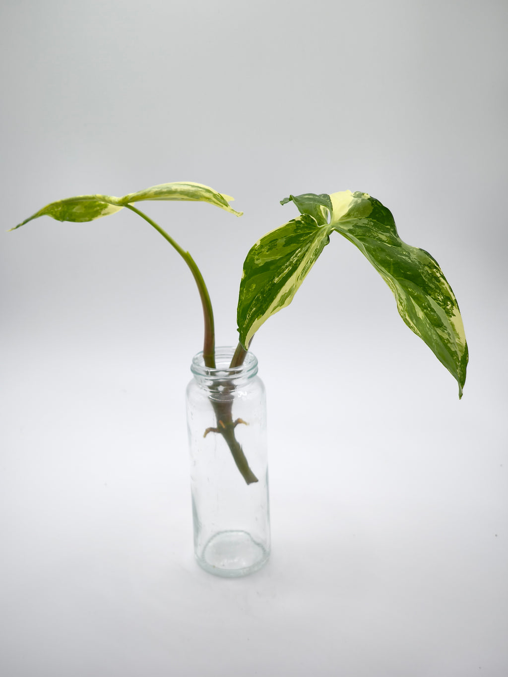 Syngonium Albo Variegata Stecklinge