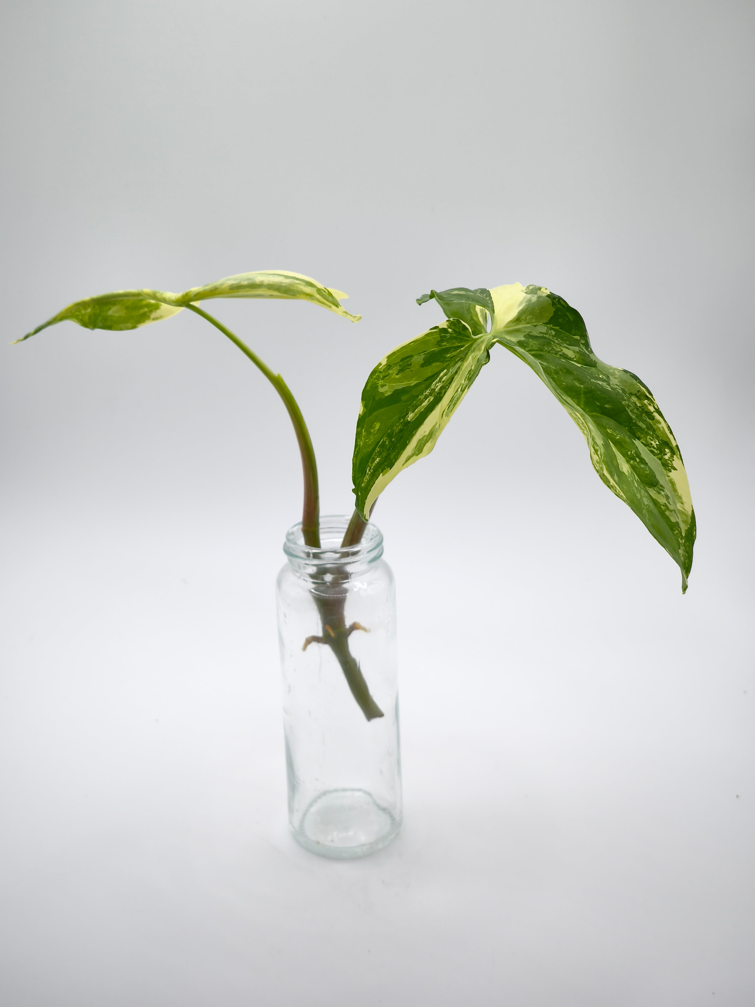 Syngonium Albo Variegata Stecklinge