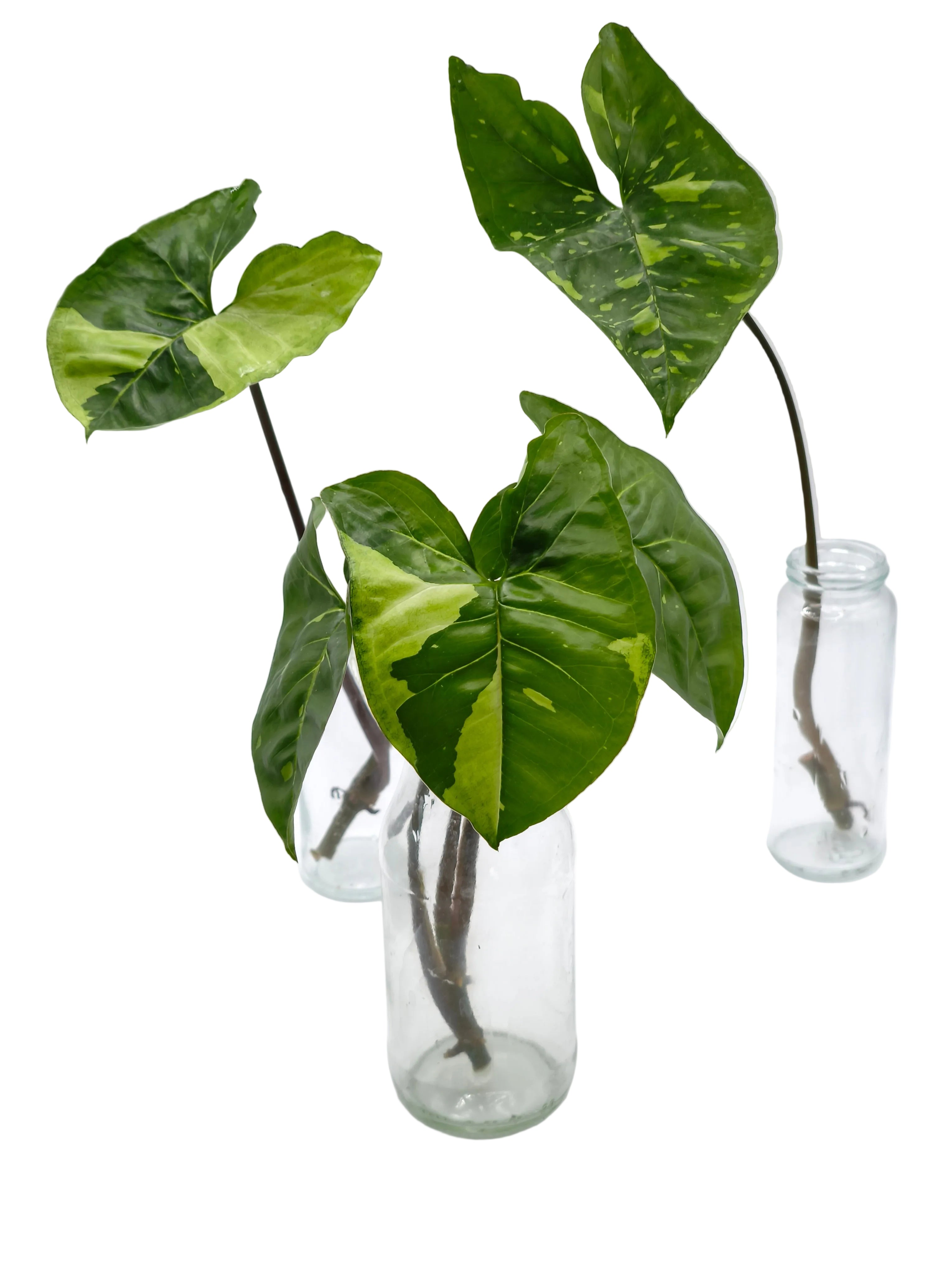 Syngonium Panda Stecklinge