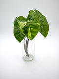 Syngonium Panda Stecklinge