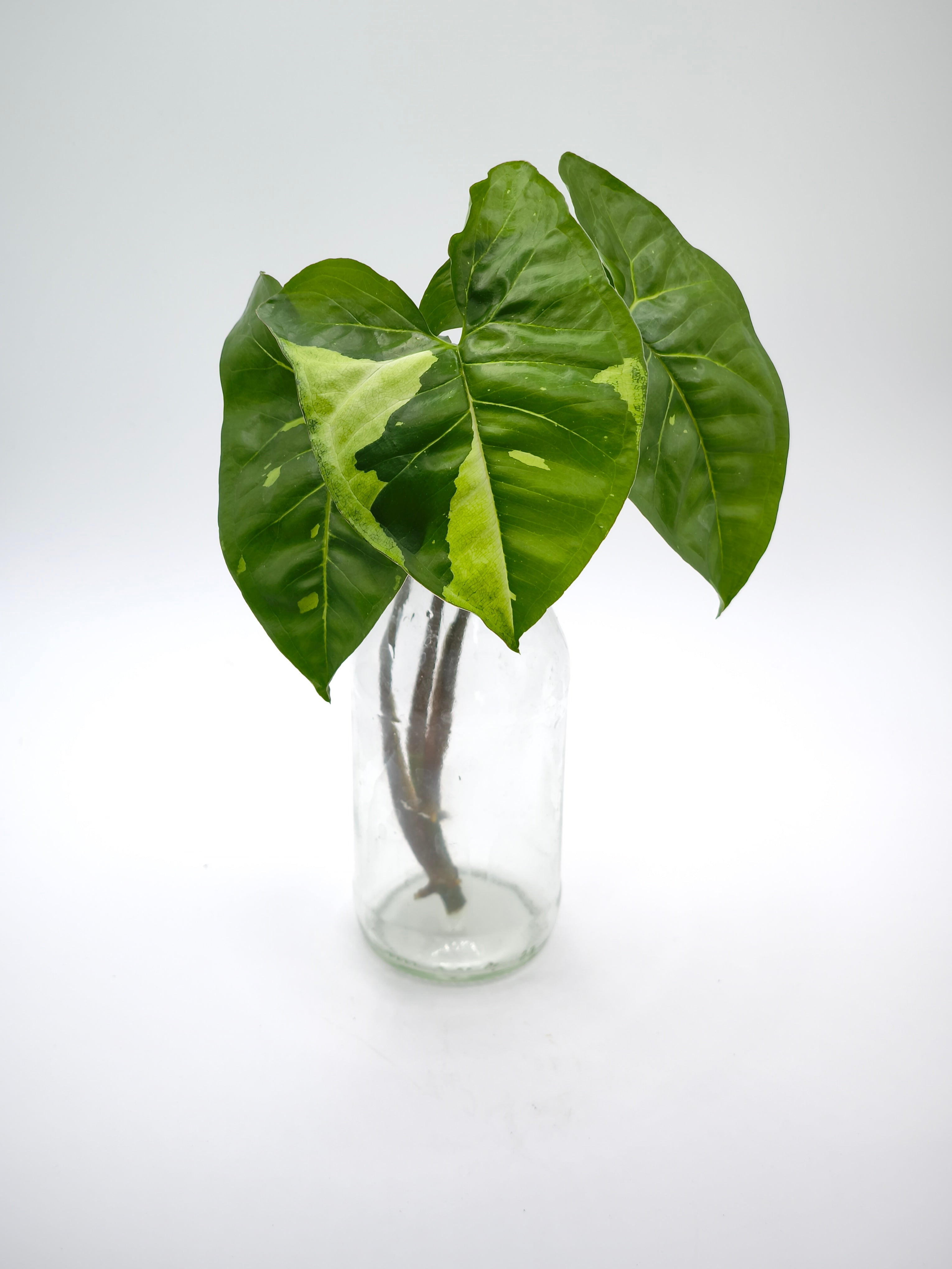 Syngonium Panda Stecklinge