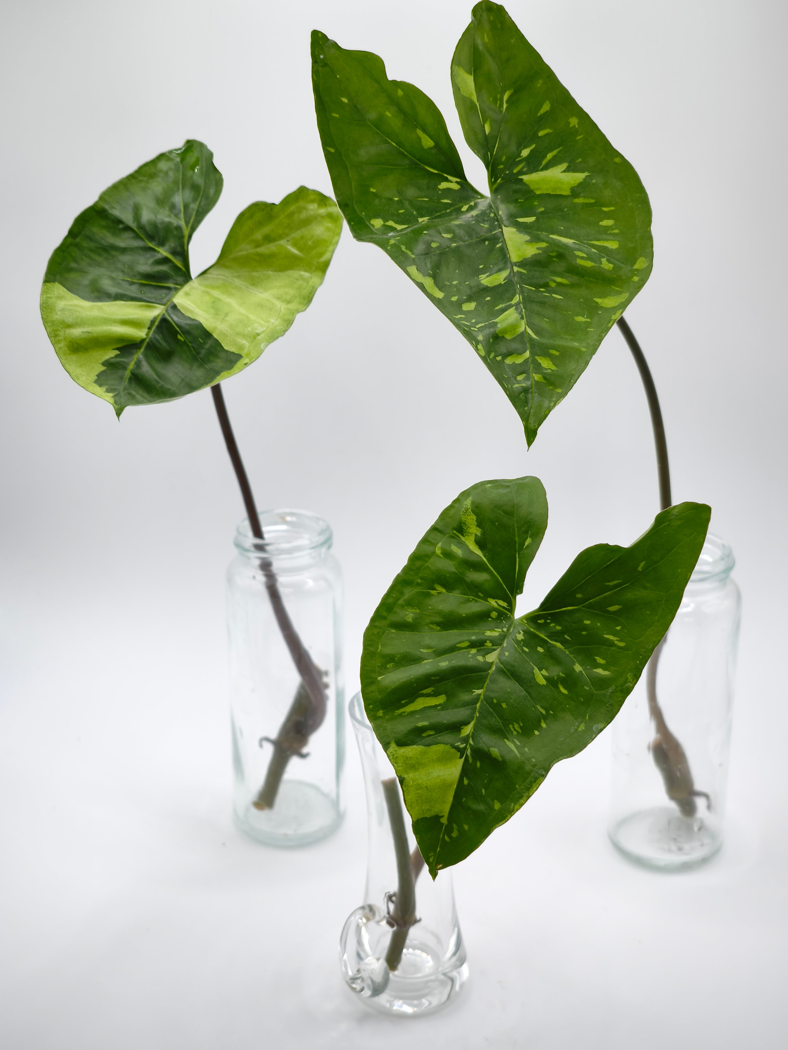 Syngonium Panda Stecklinge