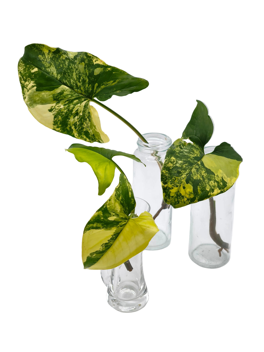 Syngonium Aurea Variegata Stecklinge