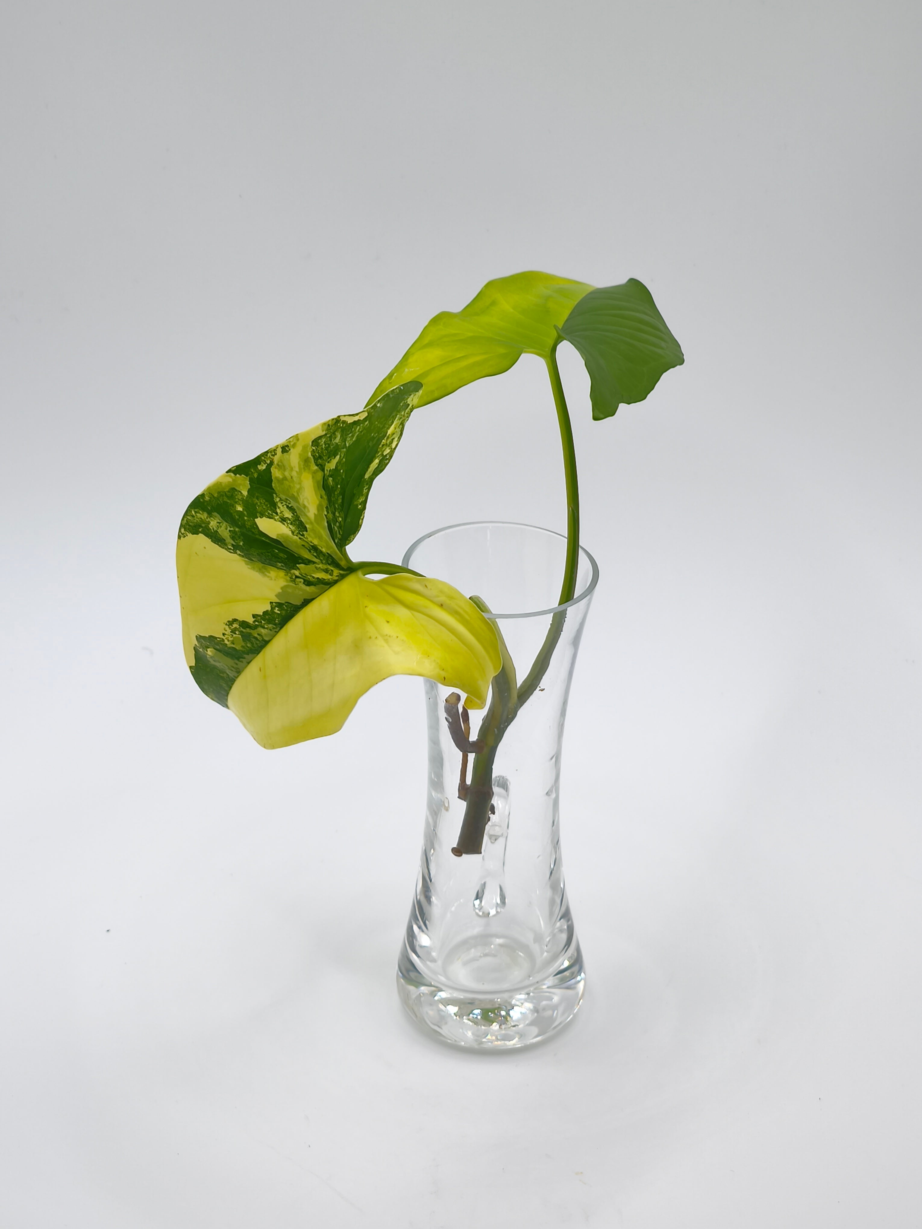 Syngonium Aurea Variegata Stecklinge
