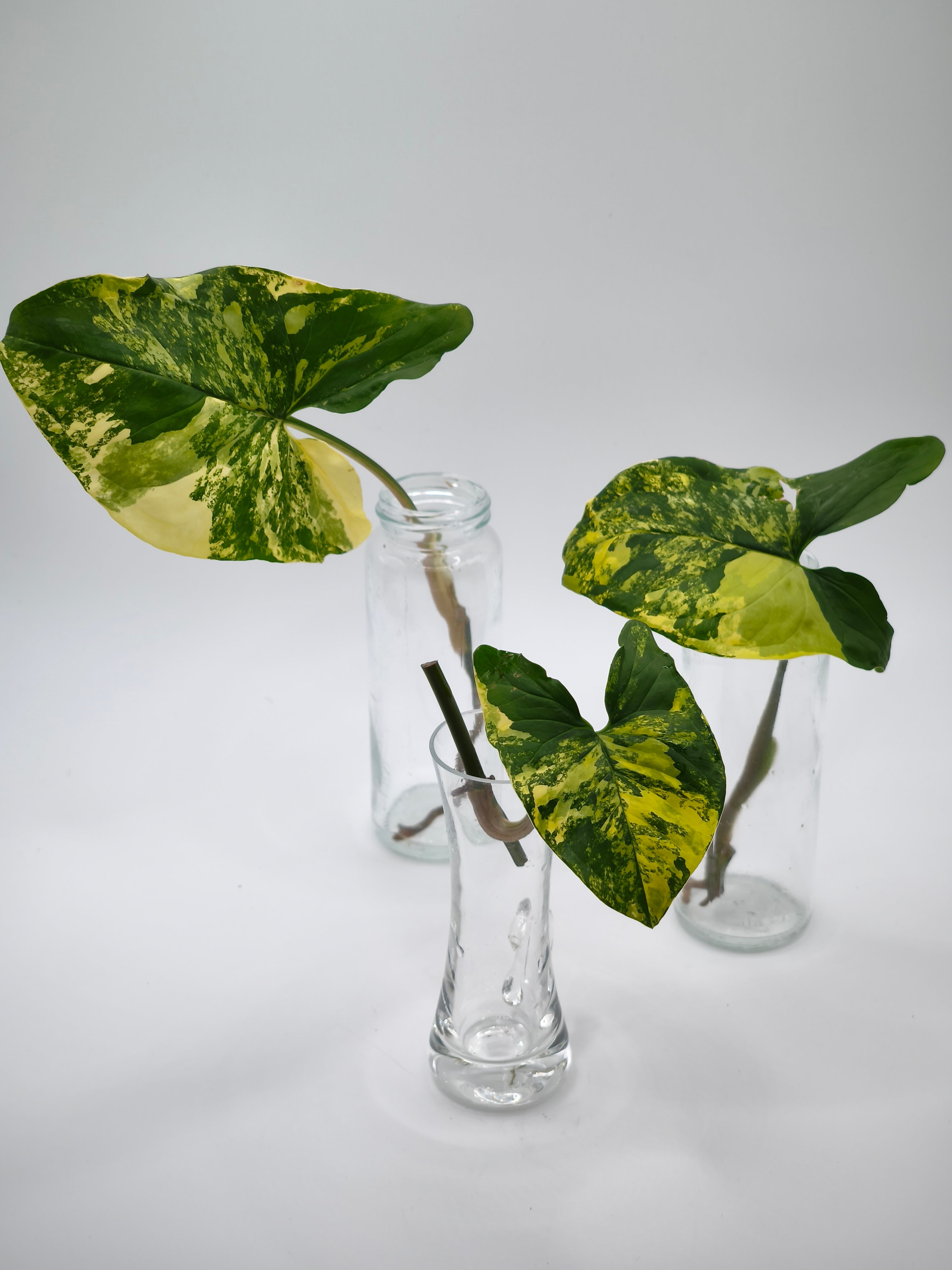 Syngonium Aurea Variegata Stecklinge