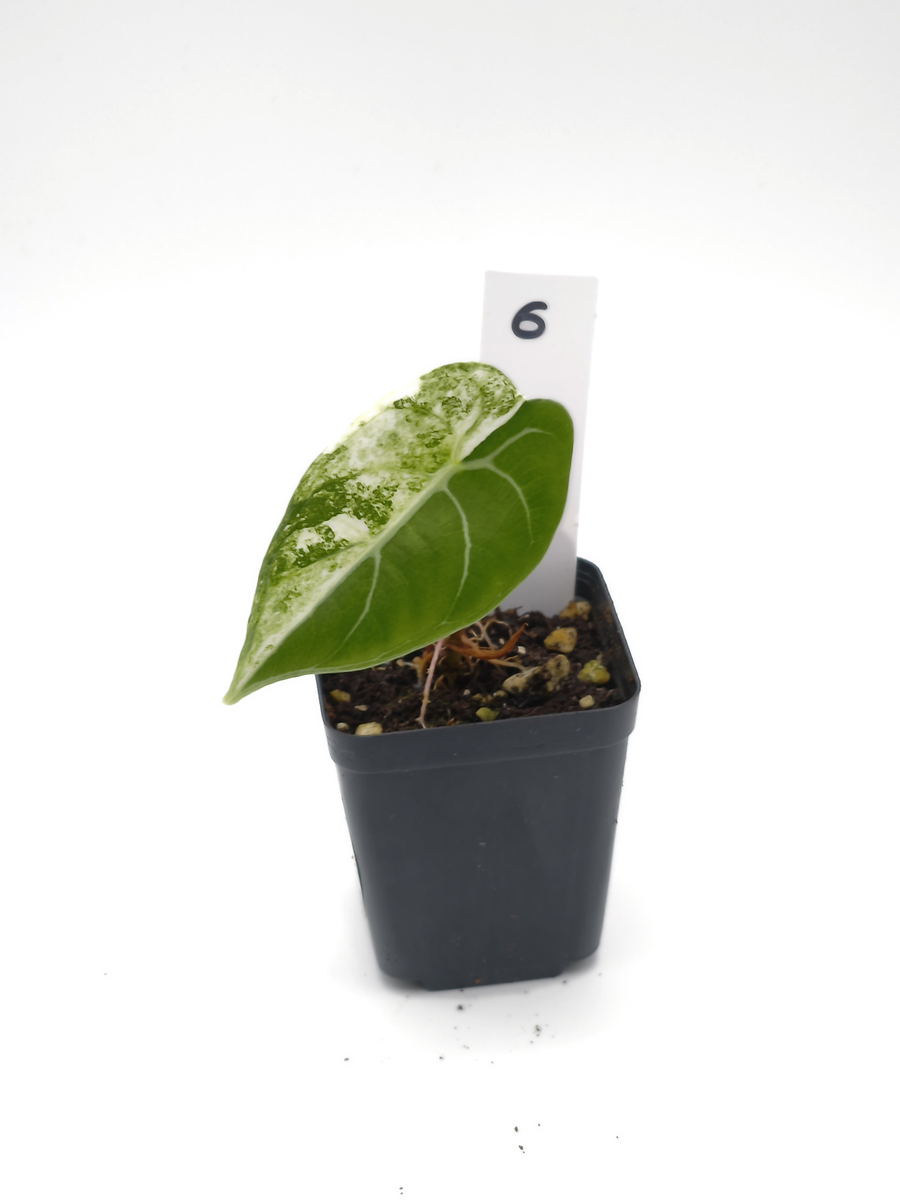 Alocasia Watsoniana Doff Pink Variegata