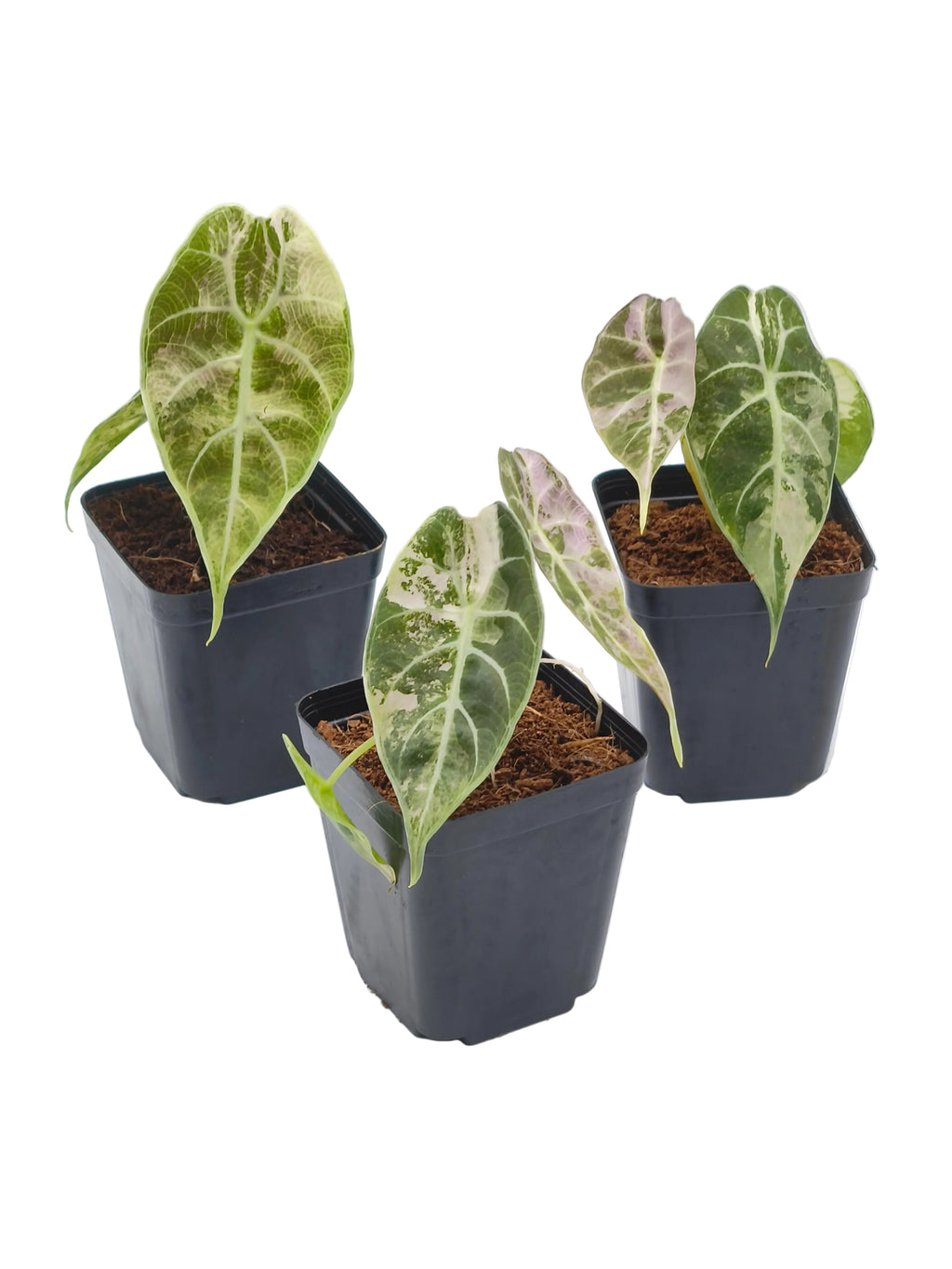 Alocasia Watsoniana Doff Pink Variegata