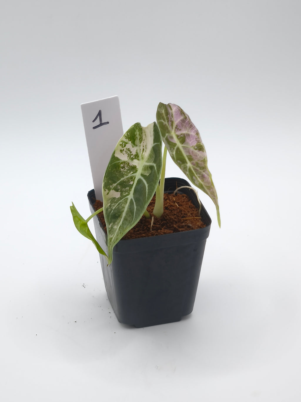 Alocasia Watsoniana Doff Pink Variegata