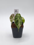 Alocasia Watsoniana Doff Pink Variegata – große, dunkelgrüne Blätter mit rosa Panaschierung – Ansicht 4