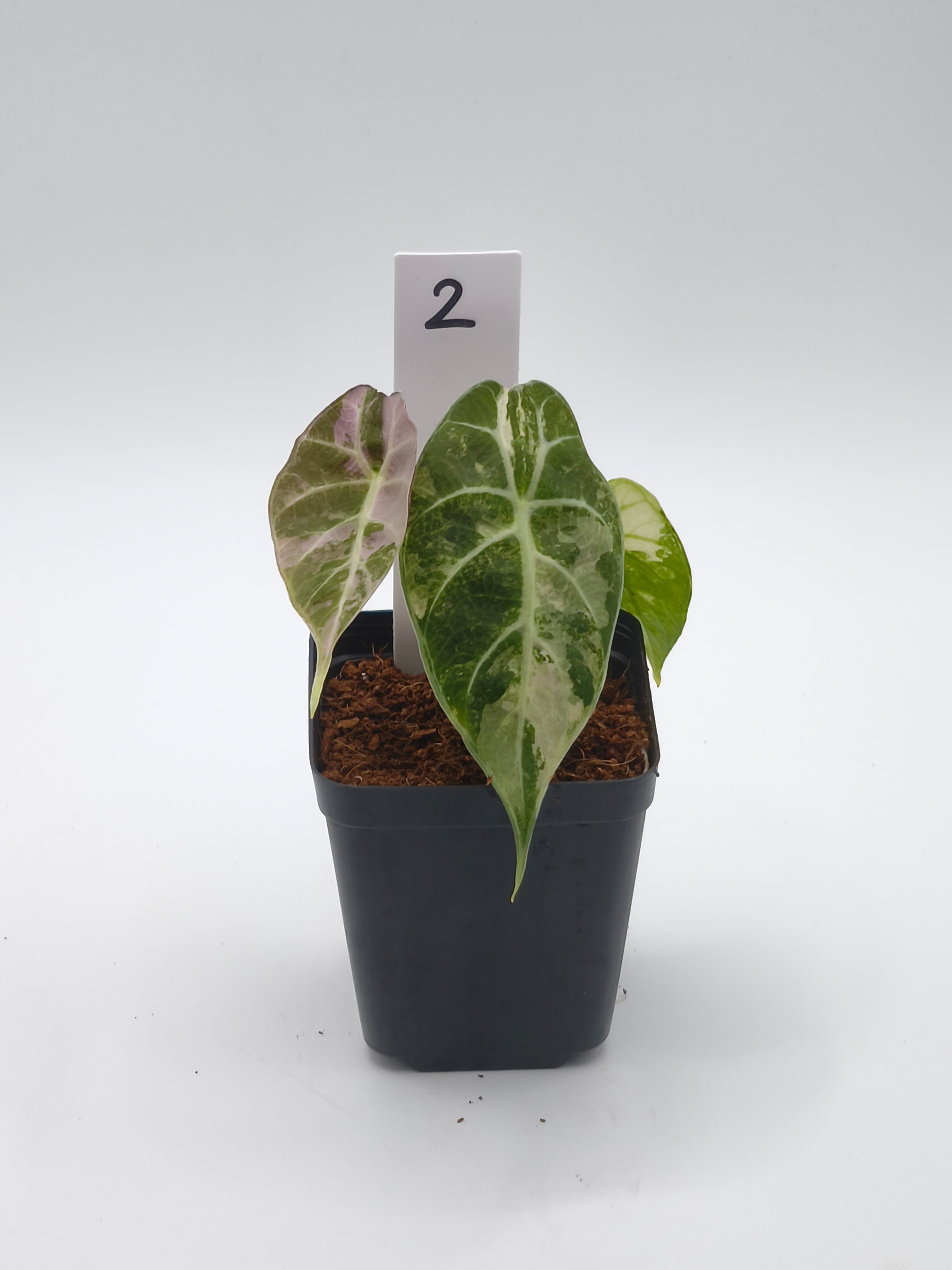Alocasia Watsoniana Doff Pink Variegata