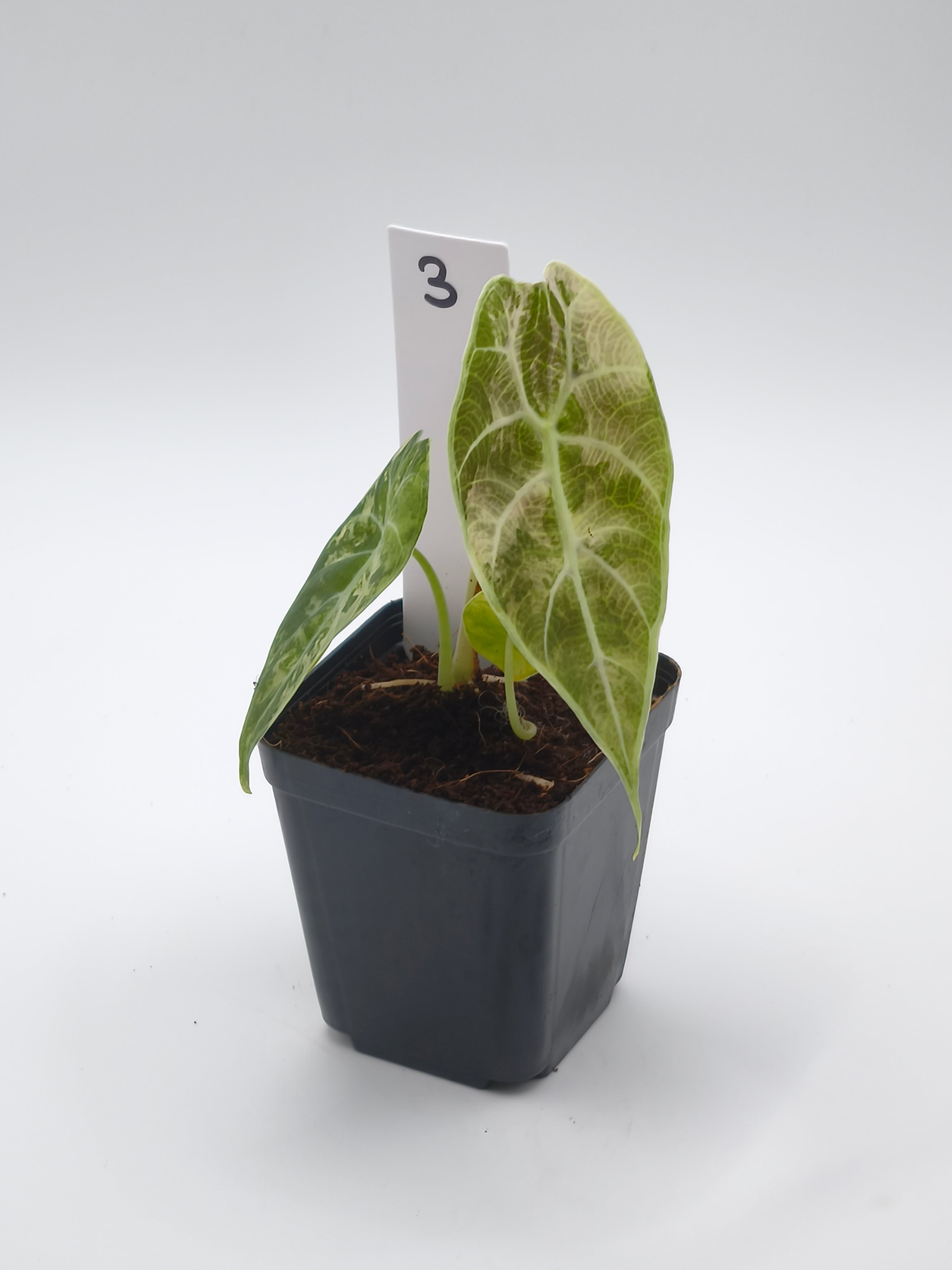 Alocasia Watsoniana Doff Pink Variegata