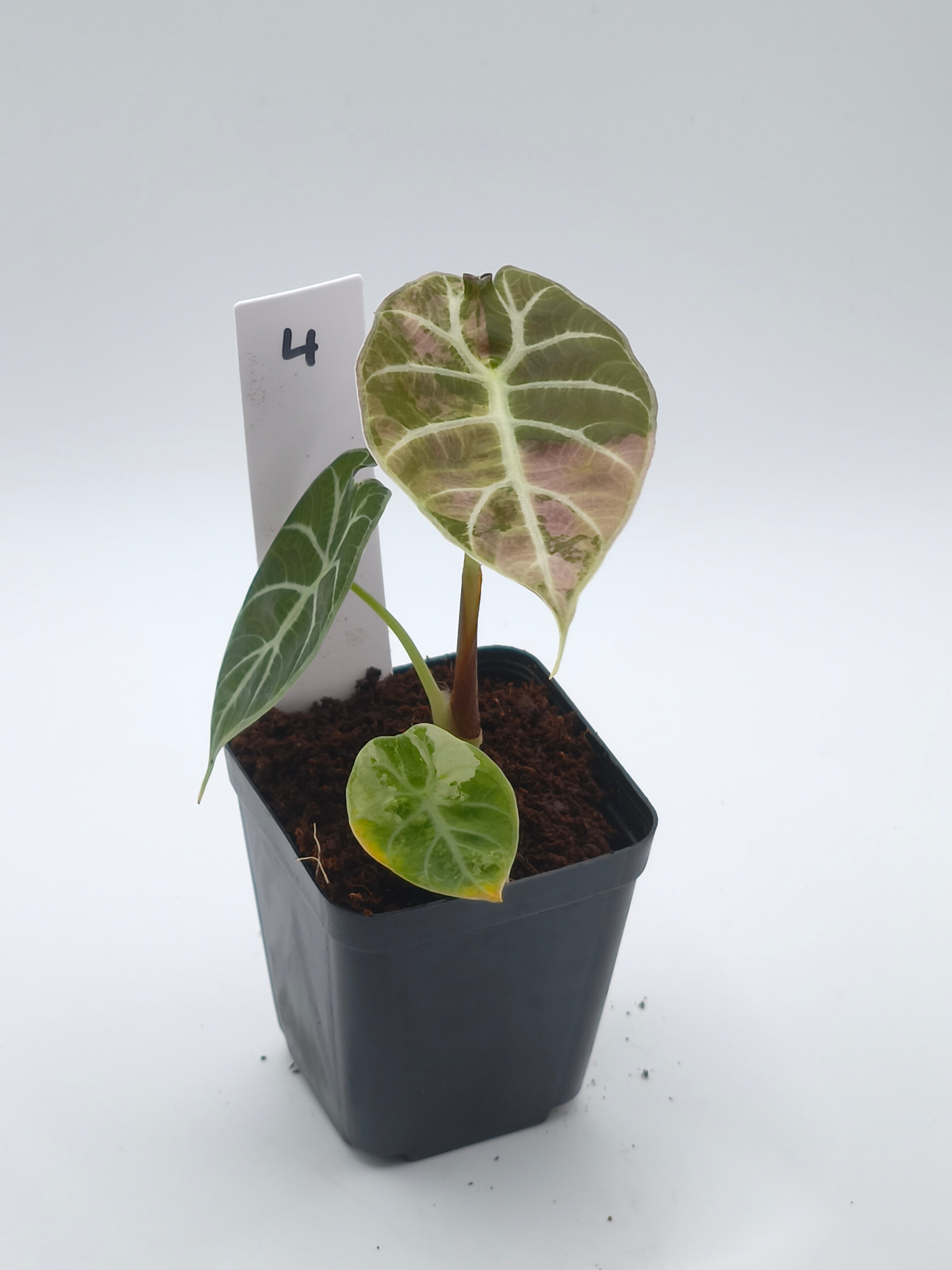 Alocasia Watsoniana Doff Pink Variegata