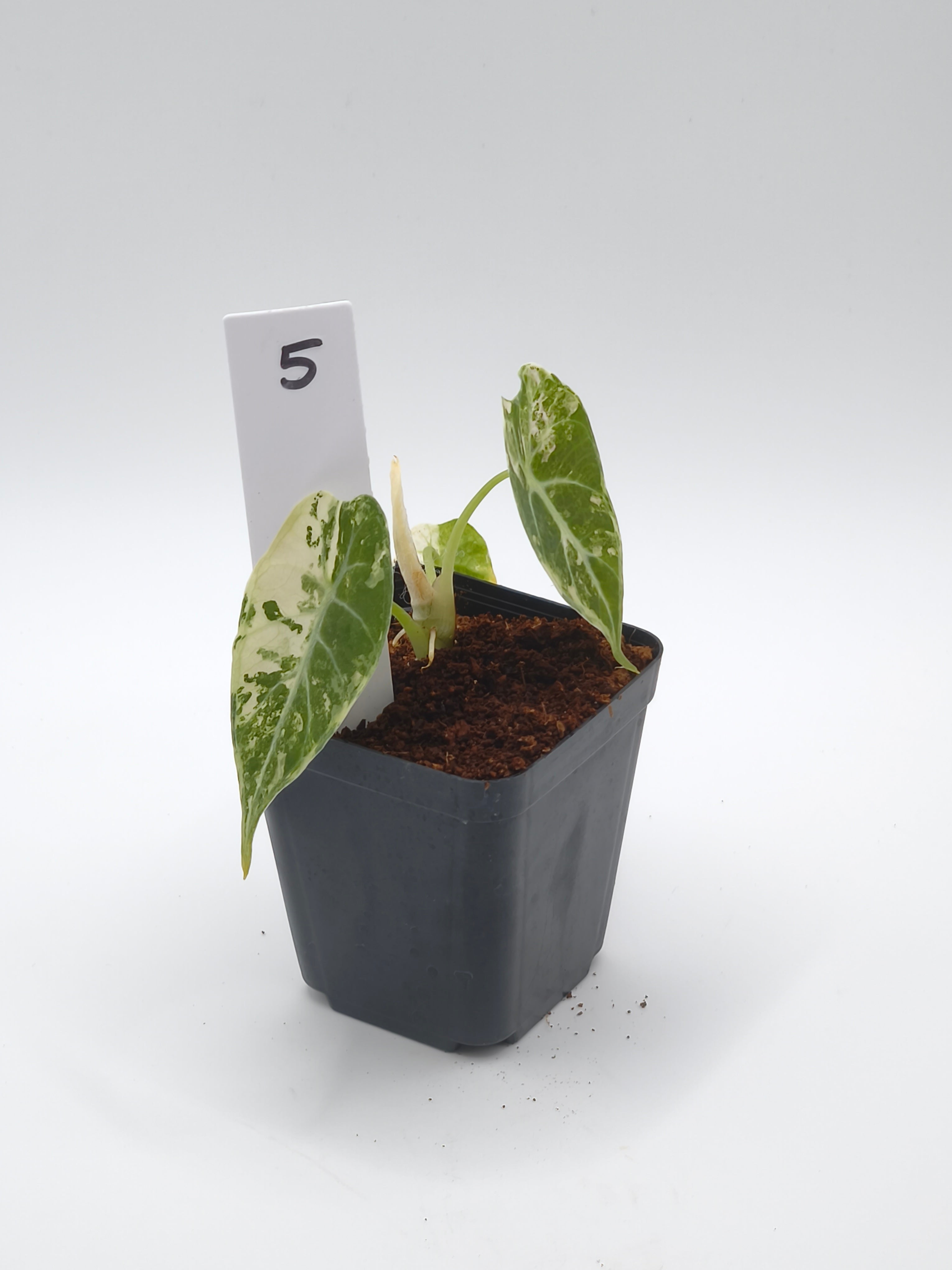 Alocasia Watsoniana Doff Pink Variegata