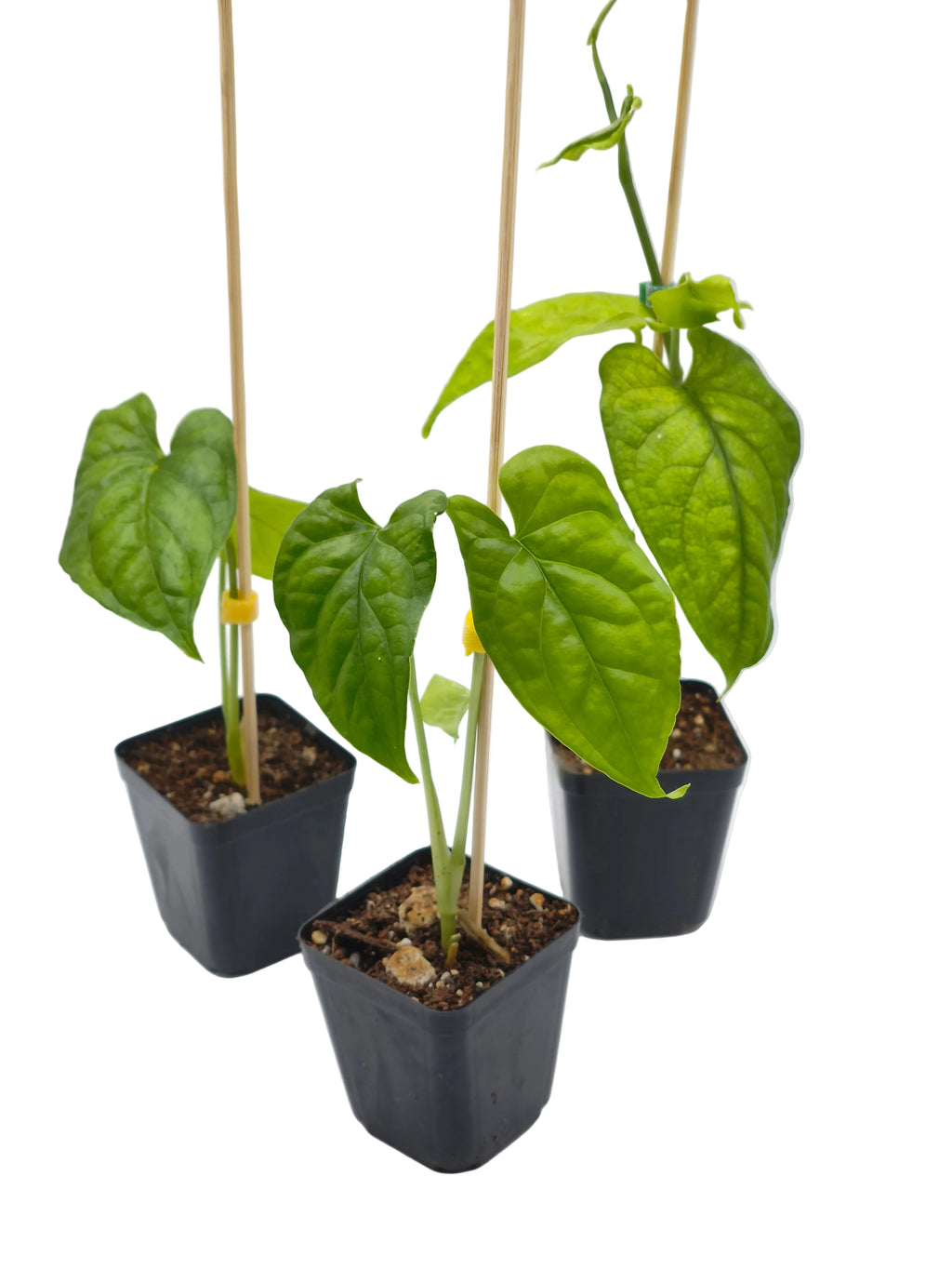 Monstera Membraceana Madison