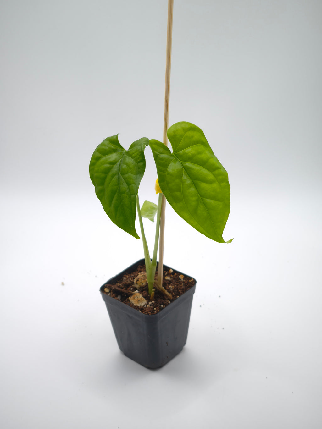 Monstera Membraceana Madison