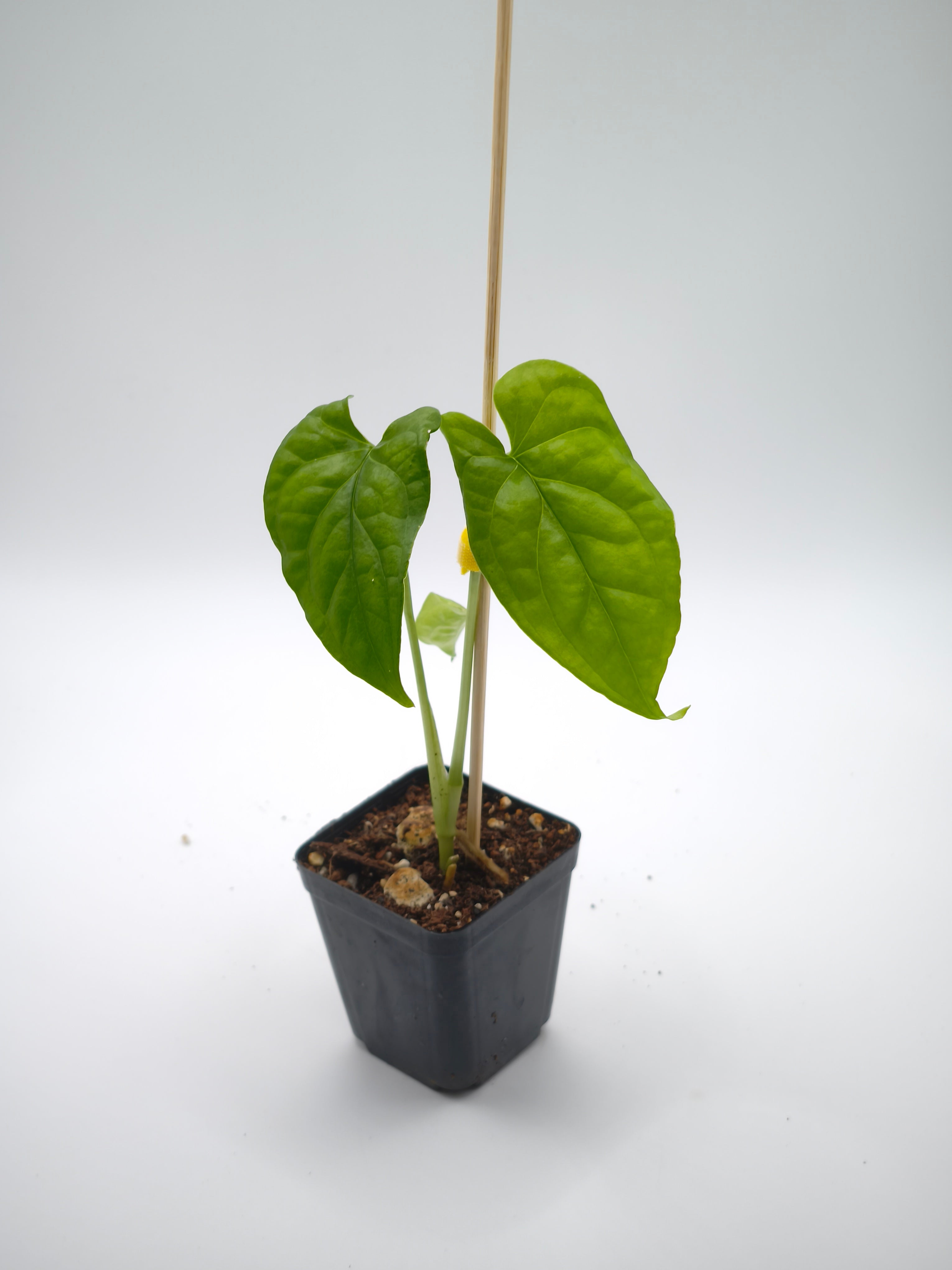 Monstera Membraceana Madison