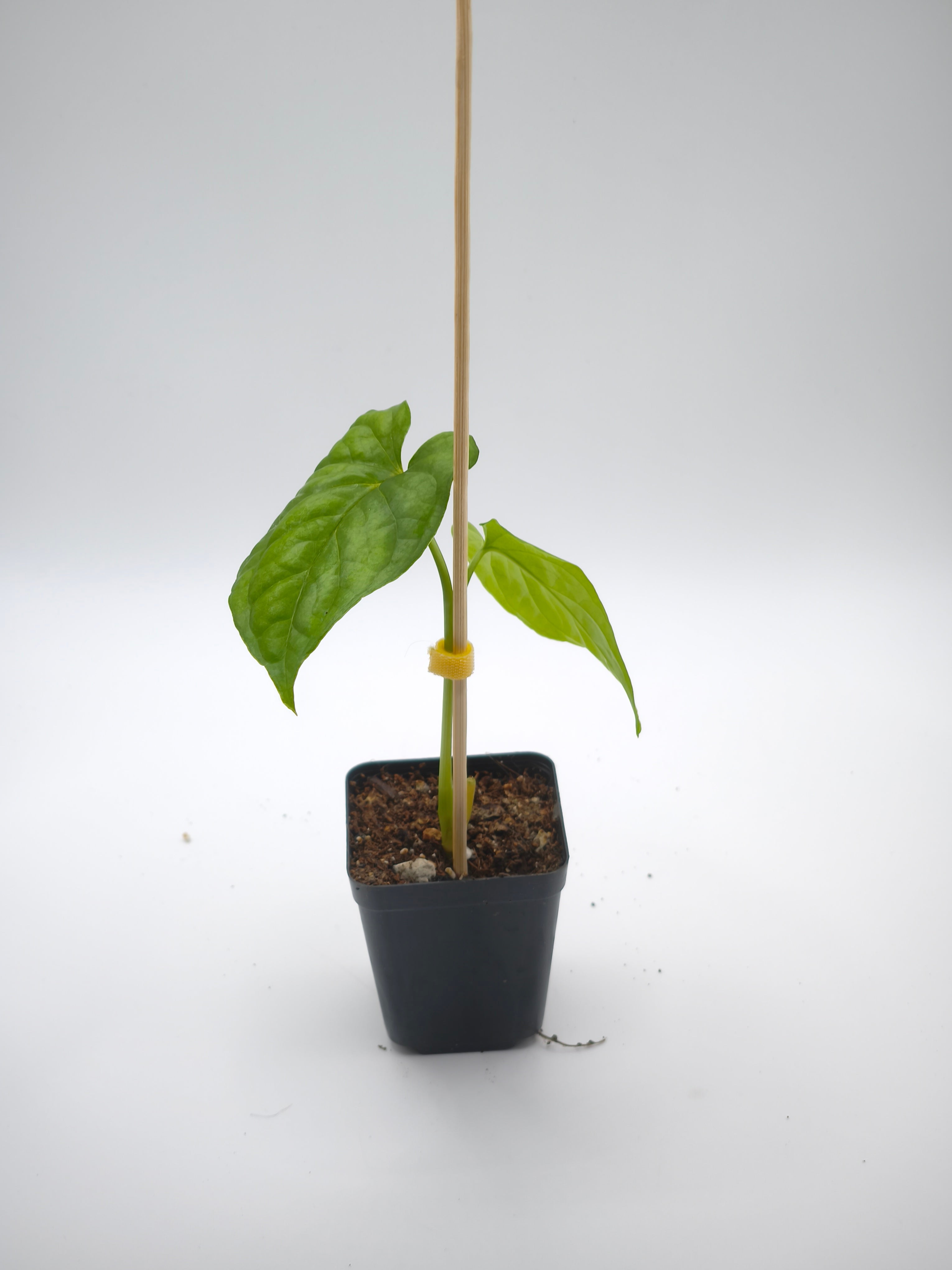 Monstera Membraceana Madison